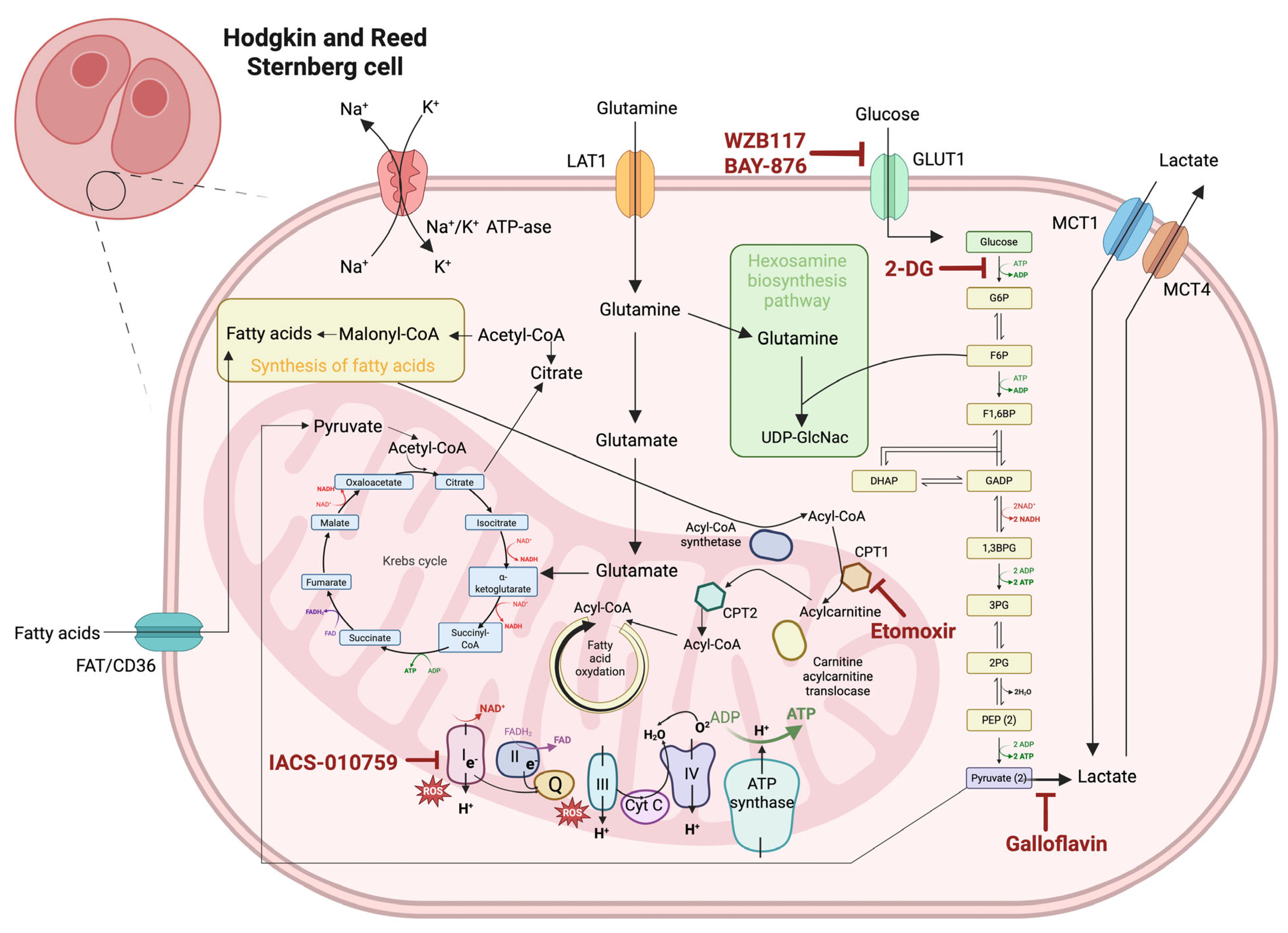 Ijms 26 07508 g001 Ijms 26 07508 g001