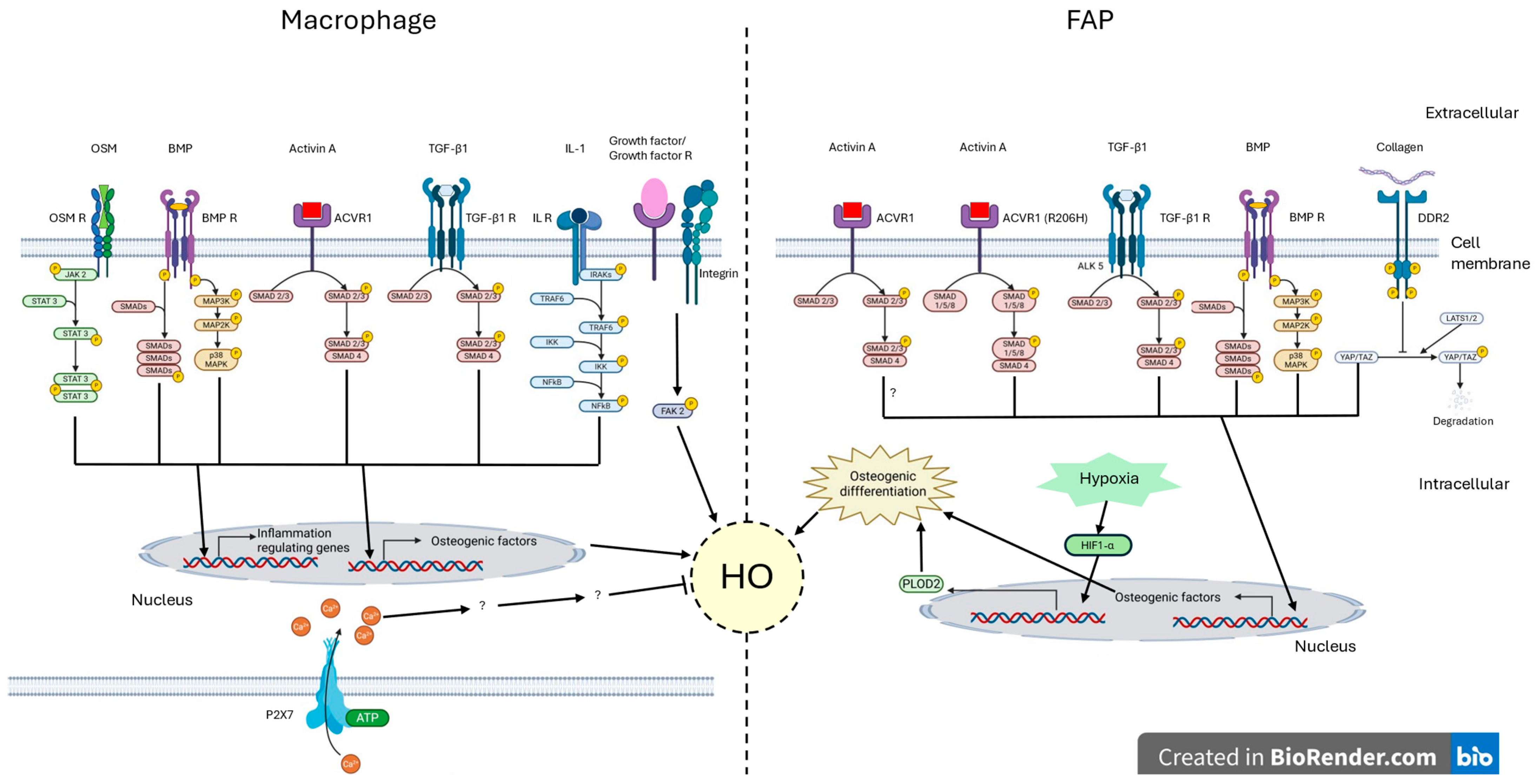 Ijms 26 07516 g002 Ijms 26 07516 g002