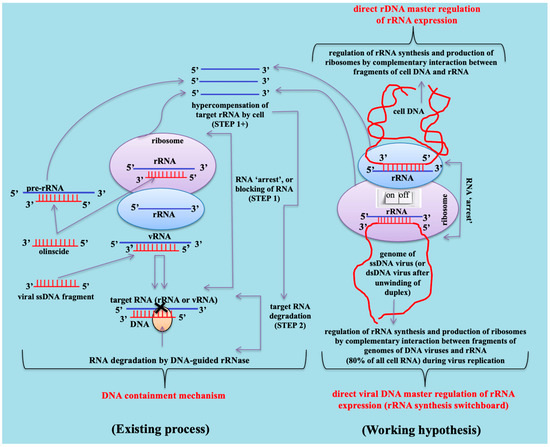 Ribosomal RNA-Specific Antisense DNA and Double-Stranded DNA