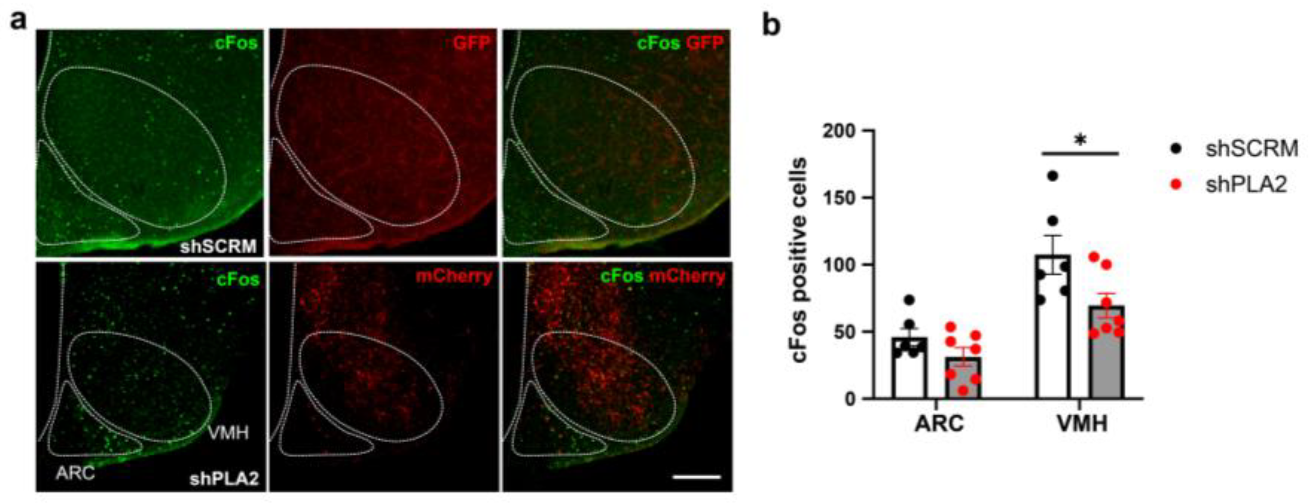 Ijms 26 07532 g005 Ijms 26 07532 g005