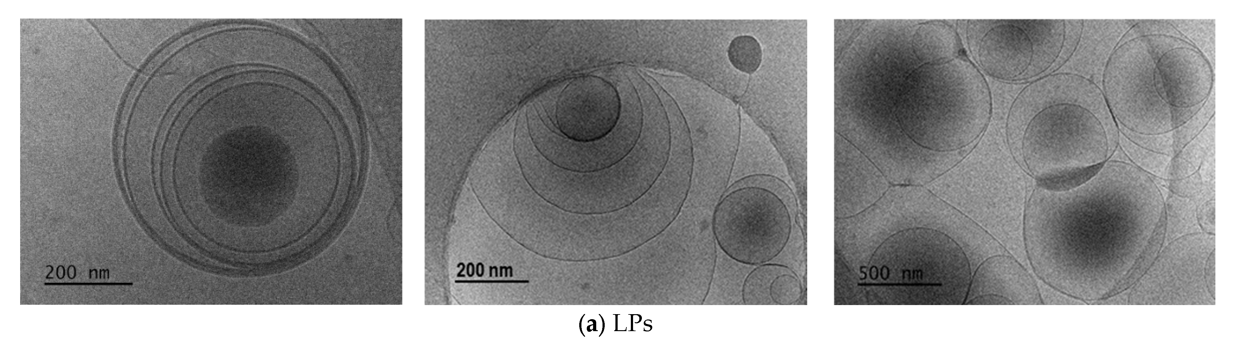 Ijms 26 07535 g001a Ijms 26 07535 g001a