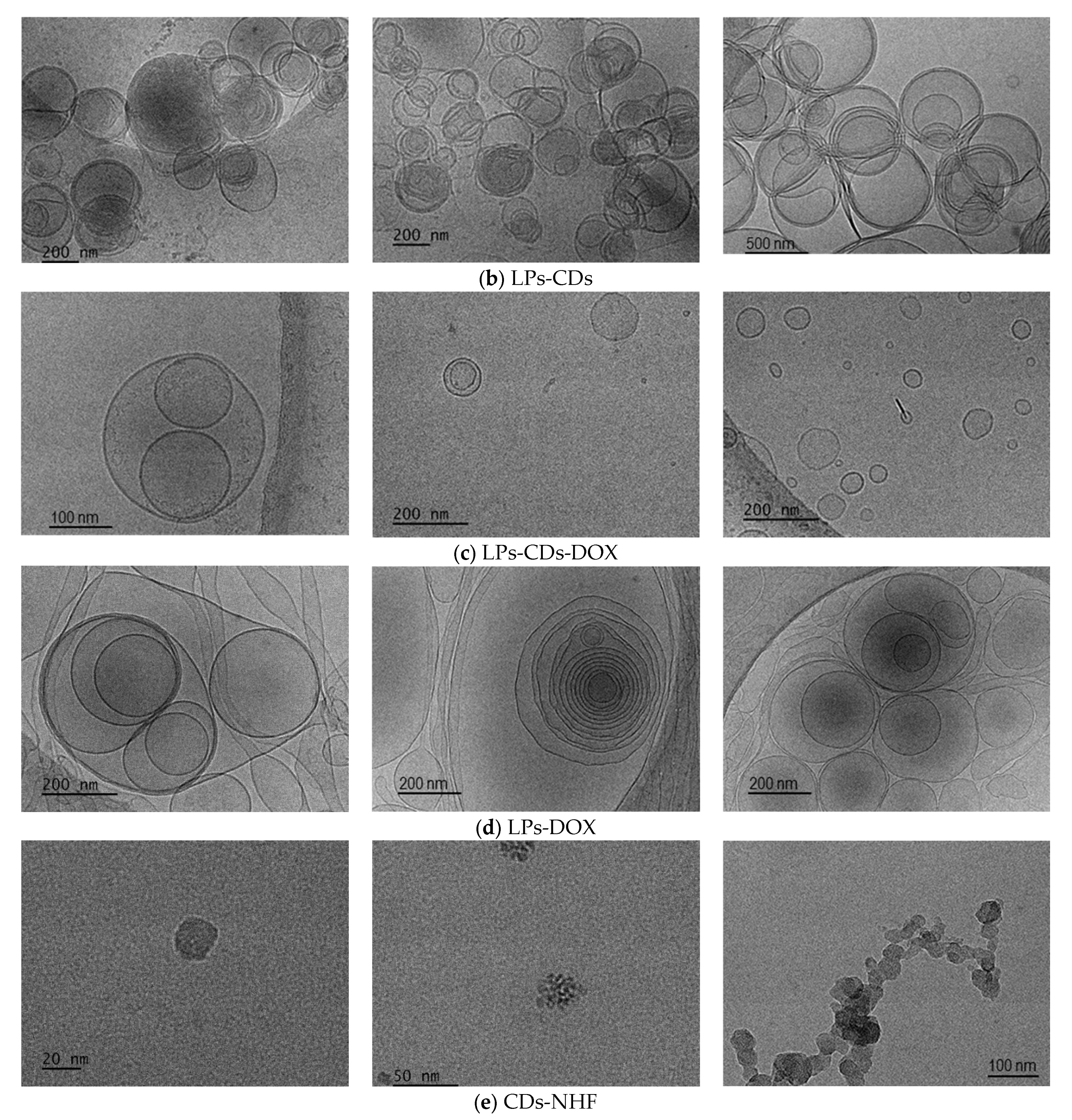 Ijms 26 07535 g001b Ijms 26 07535 g001b