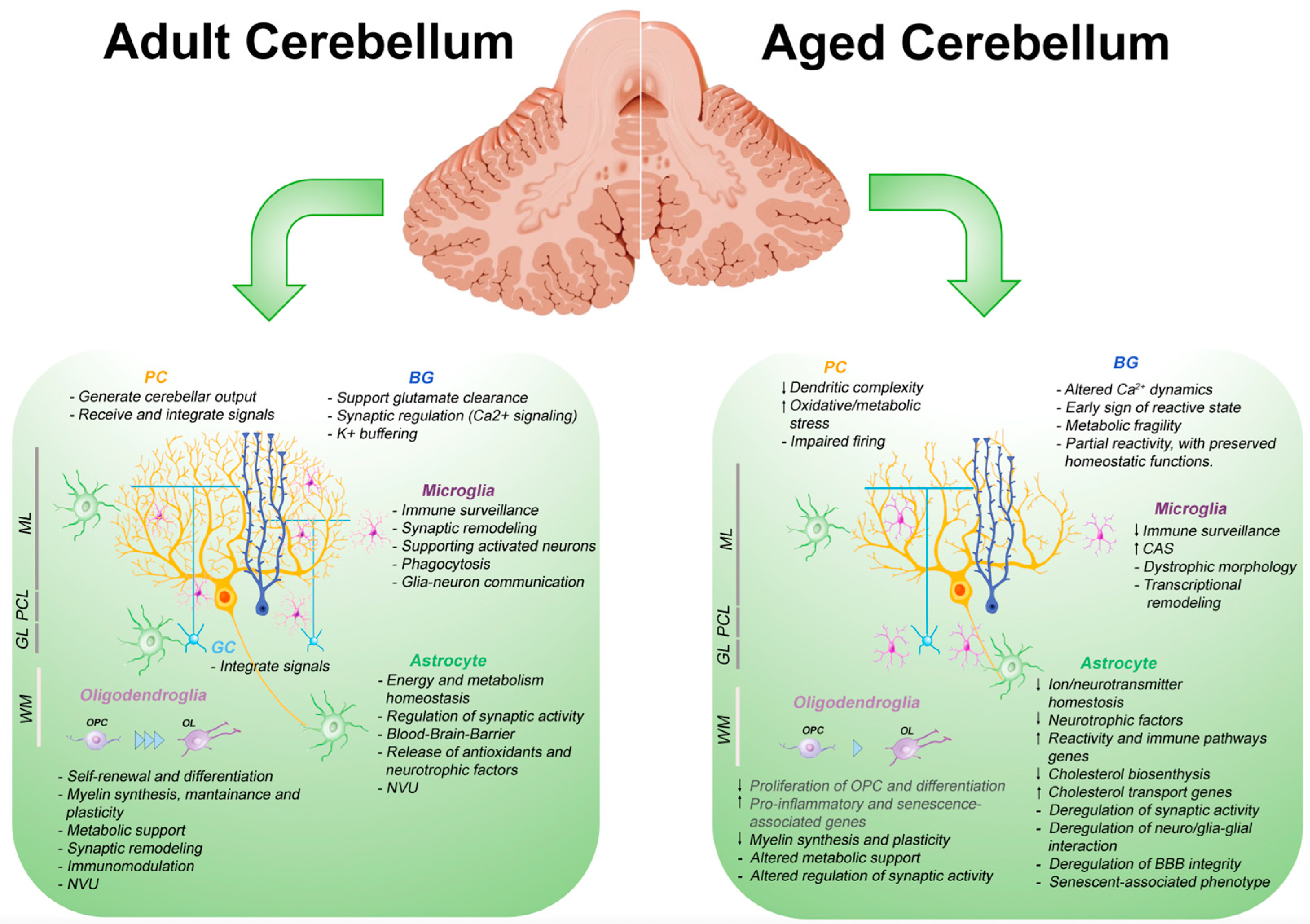 Ijms 26 07553 g002 Ijms 26 07553 g002