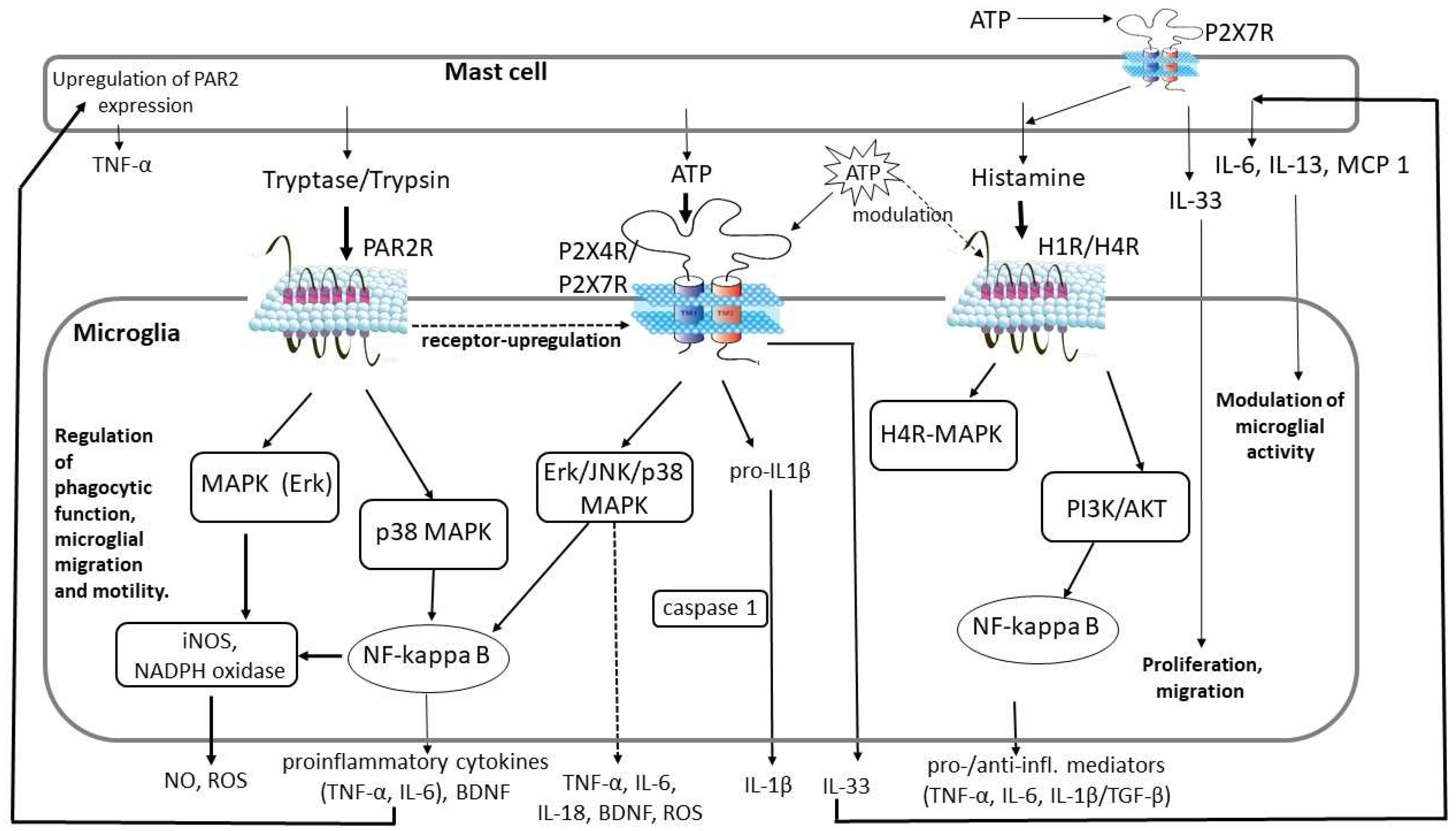 Ijms 26 07556 g002 Ijms 26 07556 g002
