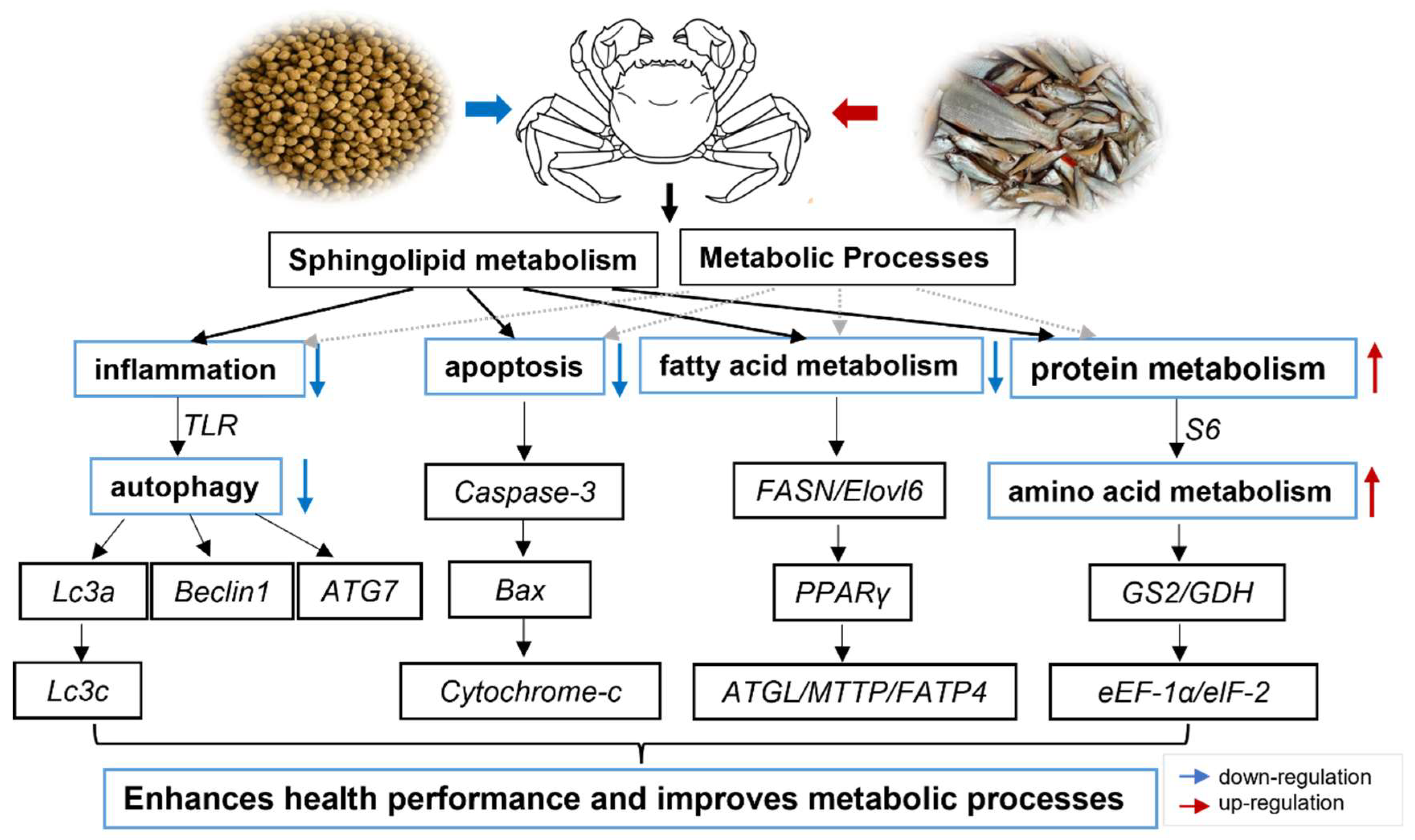 Ijms 26 07562 g008 Ijms 26 07562 g008
