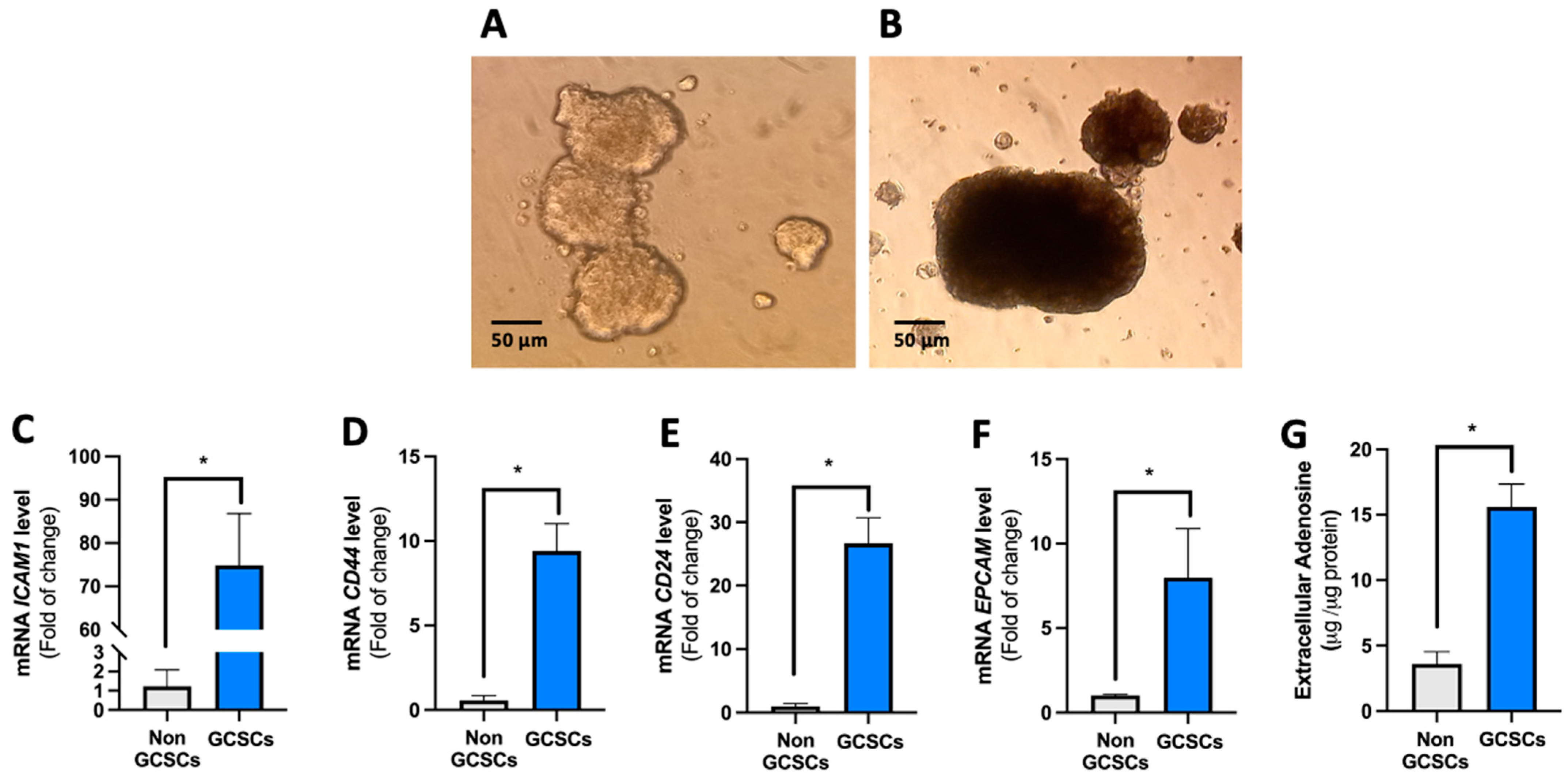Ijms 26 07594 g001 Ijms 26 07594 g001