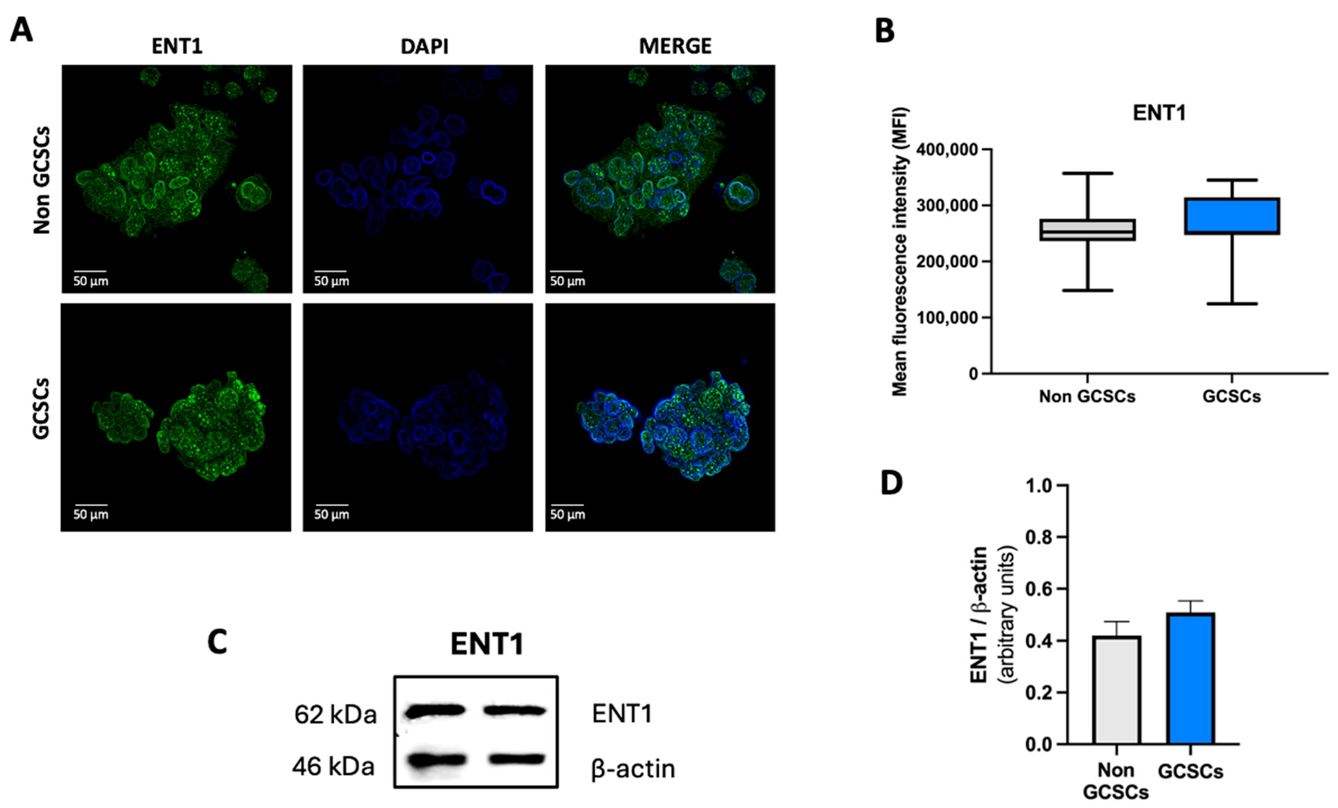 Ijms 26 07594 g007 Ijms 26 07594 g007