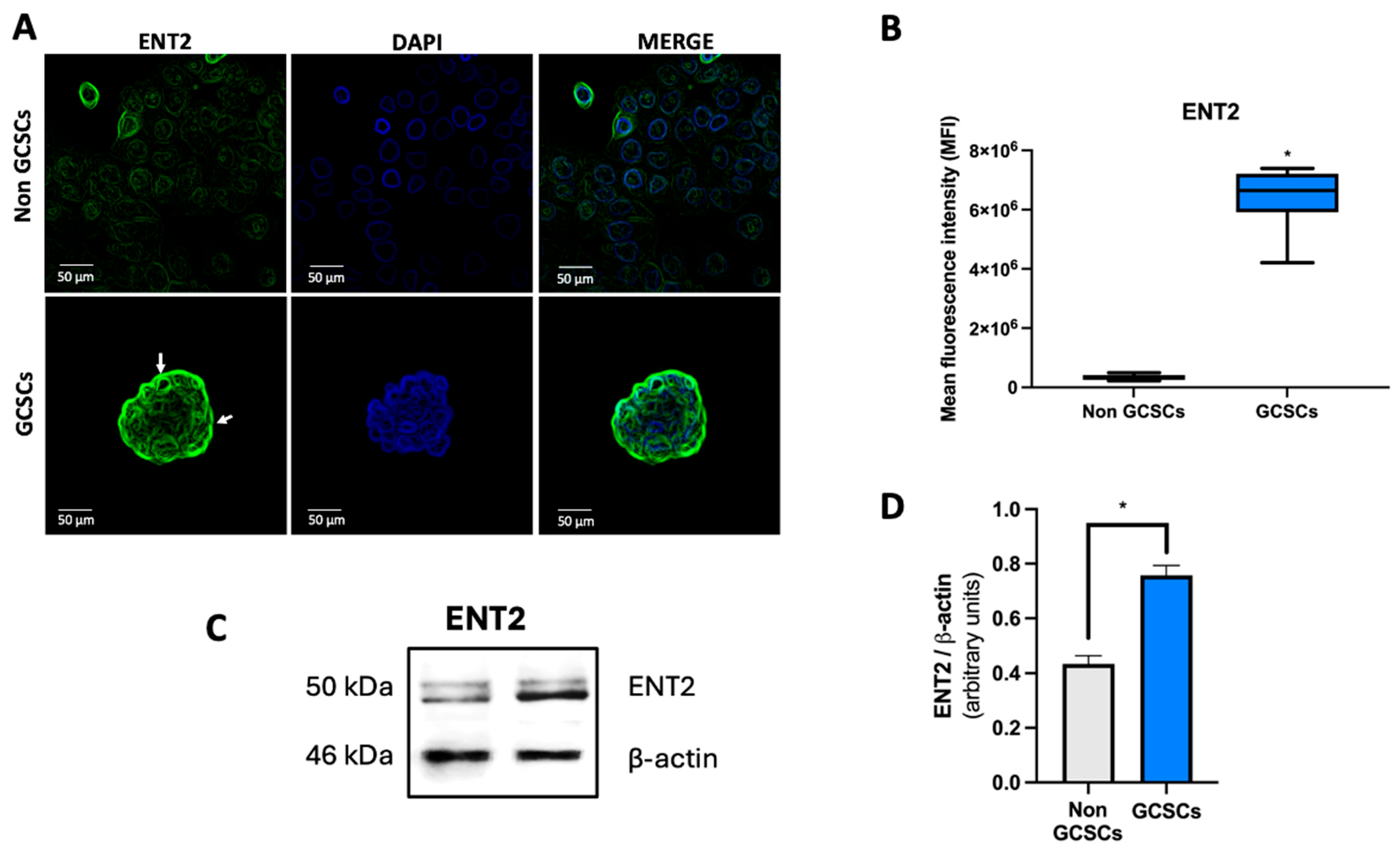 Ijms 26 07594 g008 Ijms 26 07594 g008