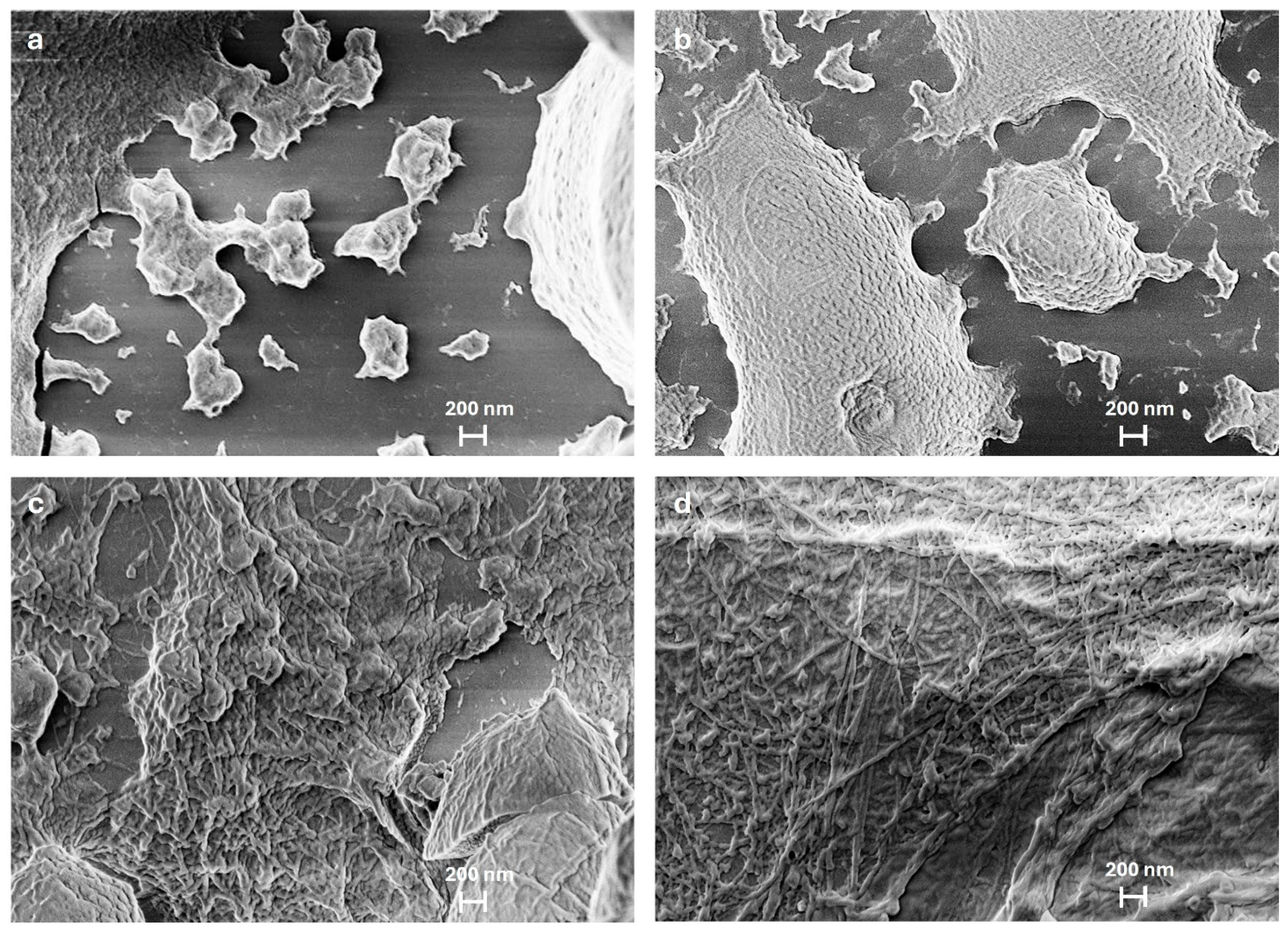 Ijms 26 07599 g002 Ijms 26 07599 g002