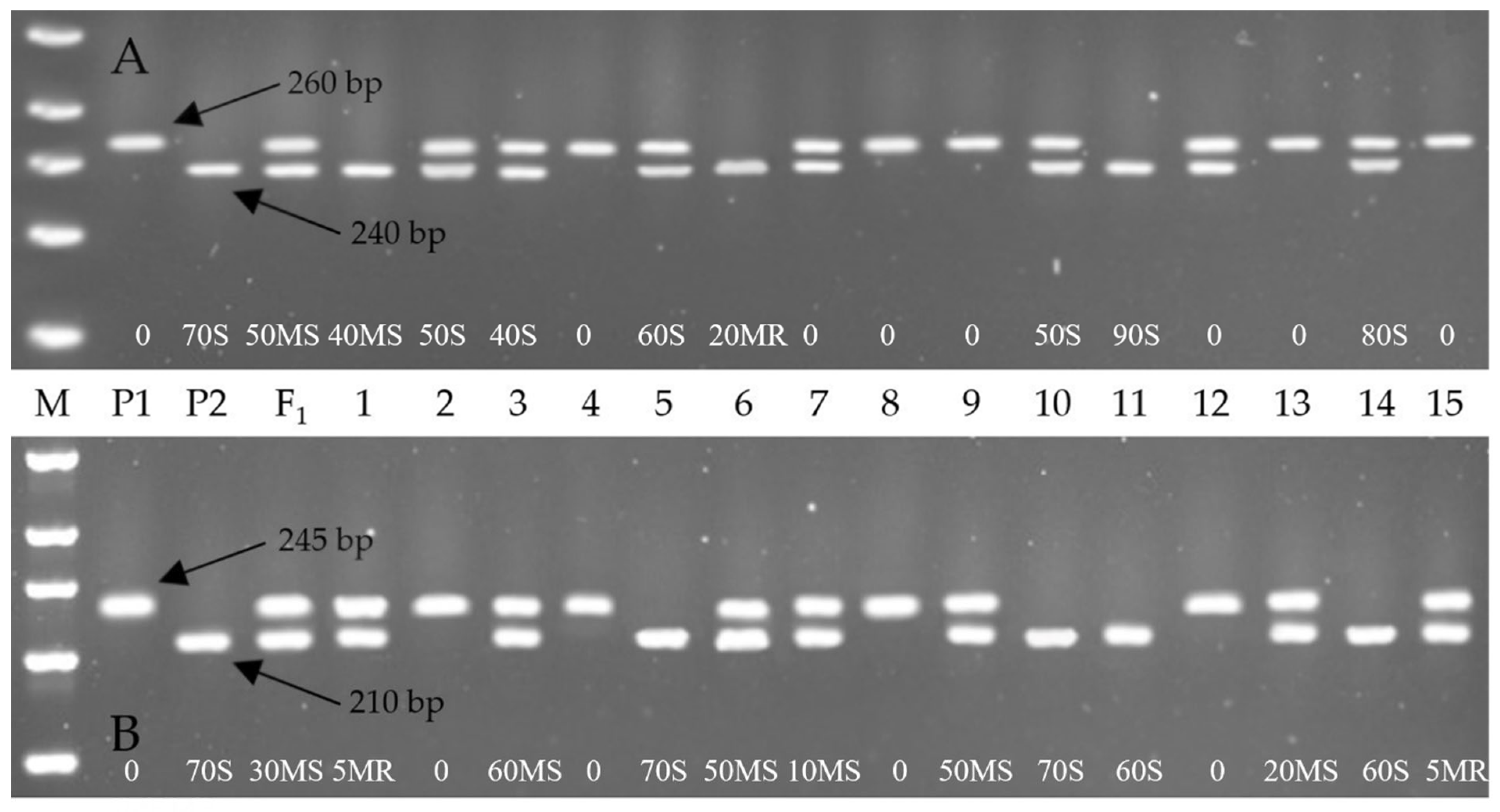 Ijms 26 07603 g001 Ijms 26 07603 g001
