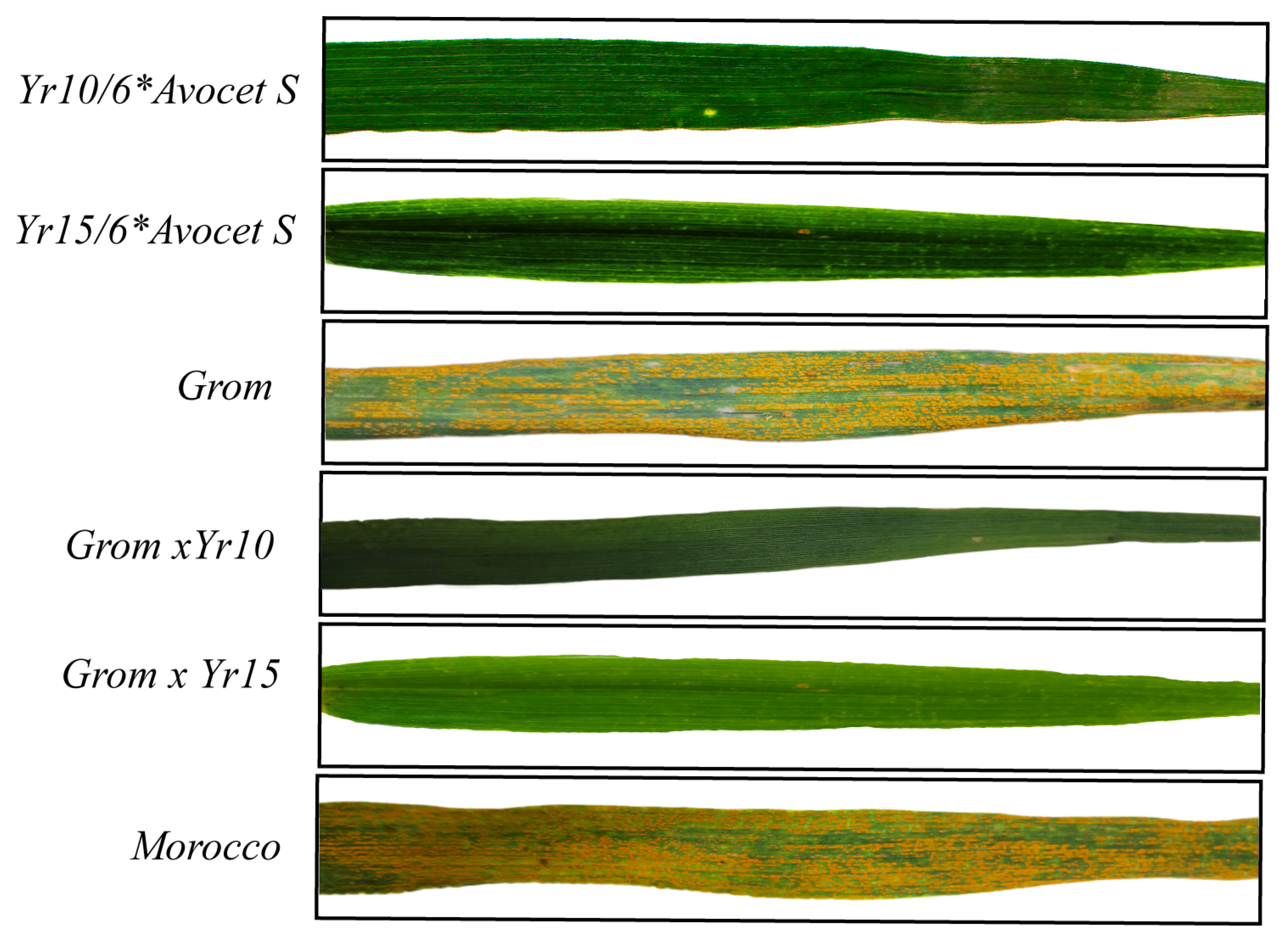 Ijms 26 07603 g002 Ijms 26 07603 g002