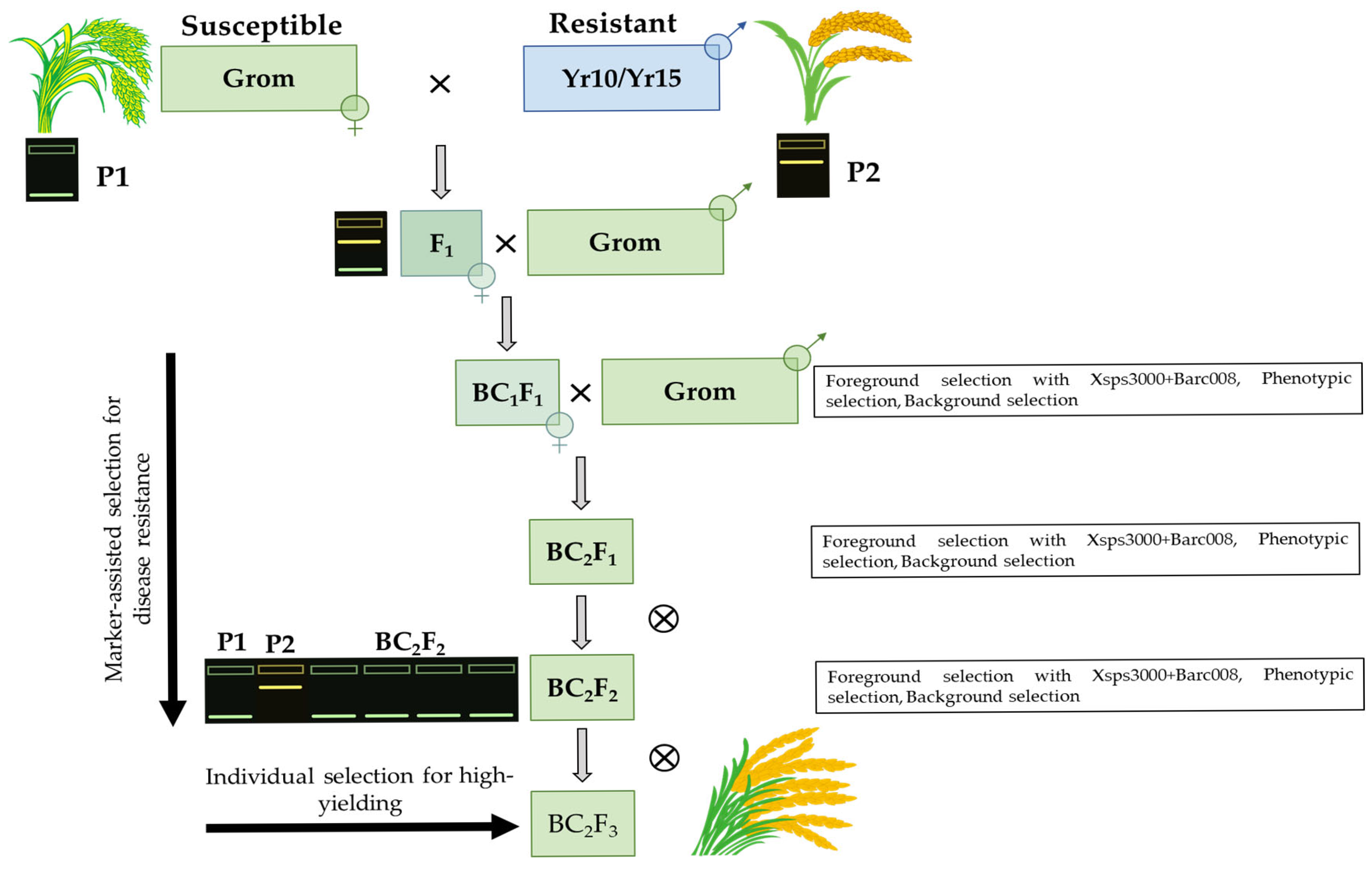Ijms 26 07603 g004 Ijms 26 07603 g004