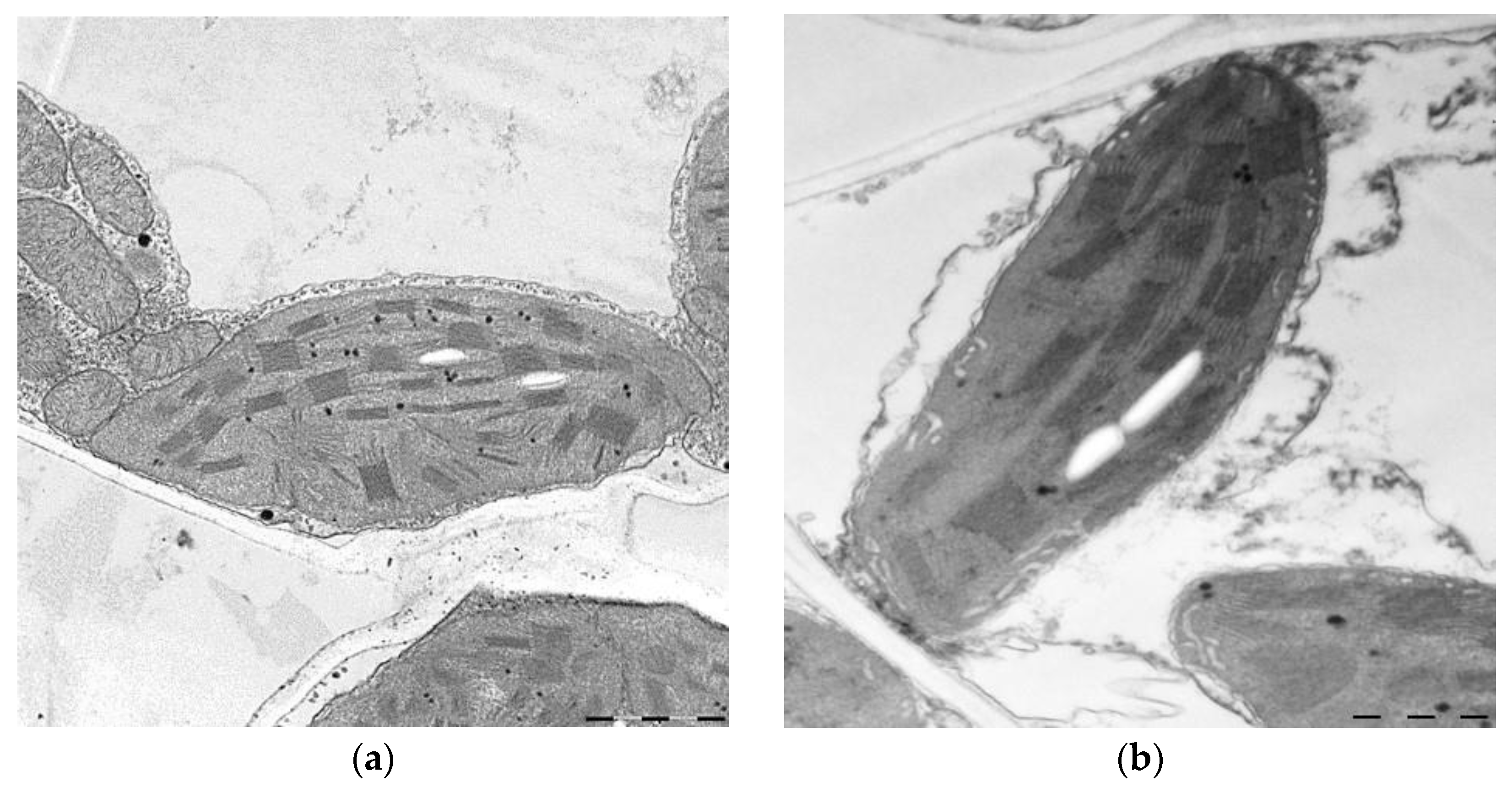 Ijms 26 07608 g007 Ijms 26 07608 g007