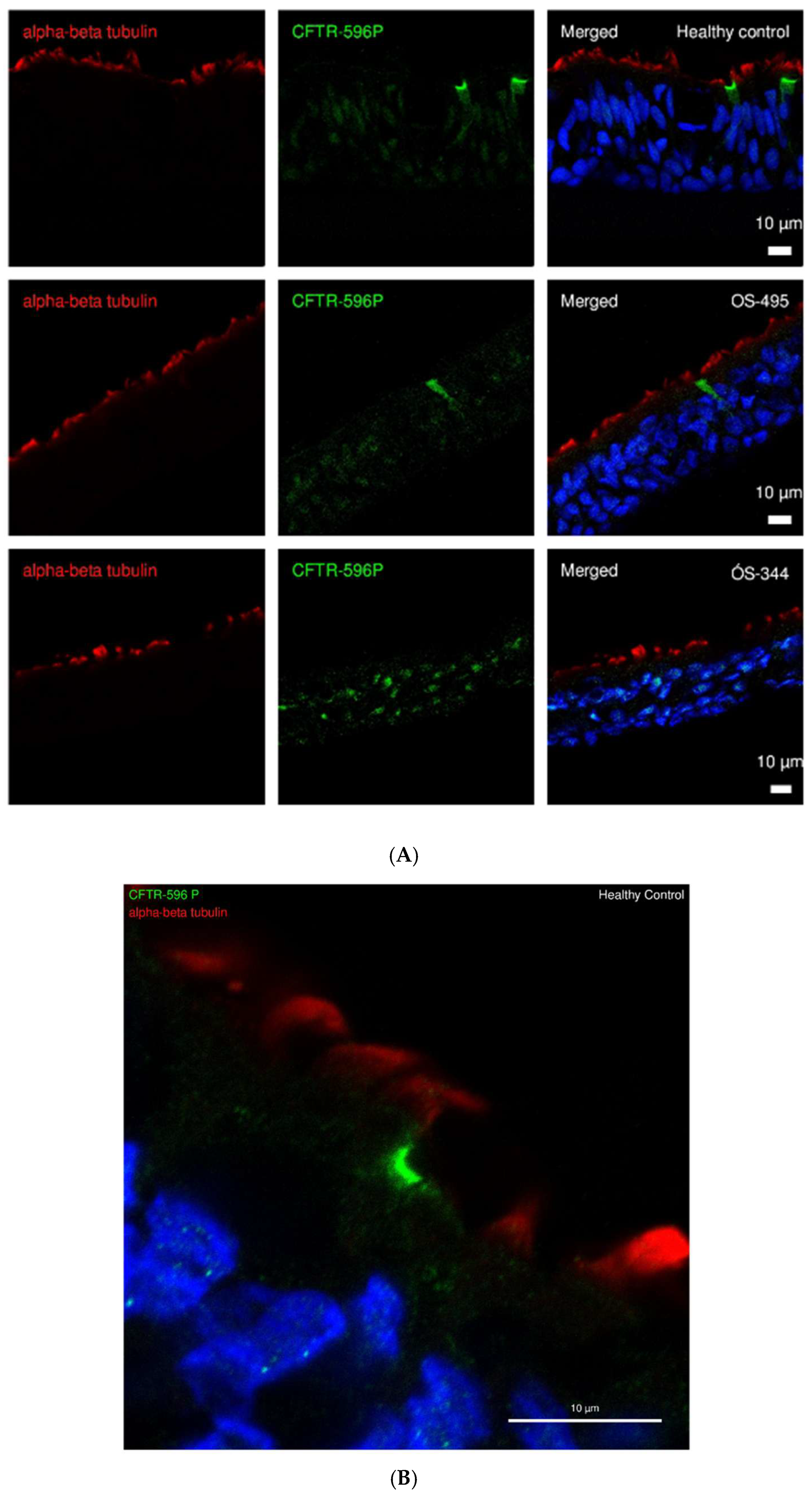 Ijms 26 07618 g001 Ijms 26 07618 g001