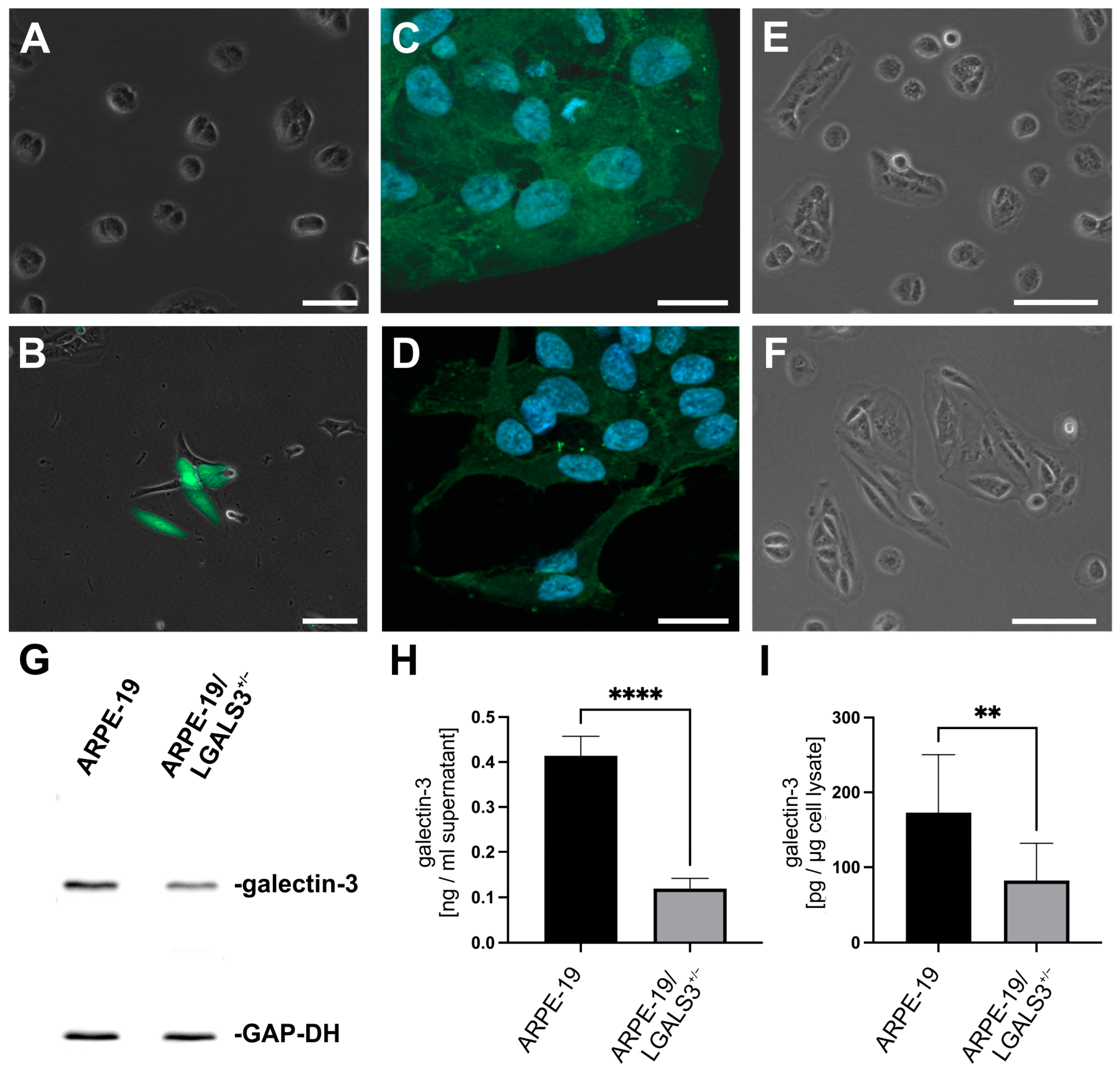 Ijms 26 07622 g001 Ijms 26 07622 g001