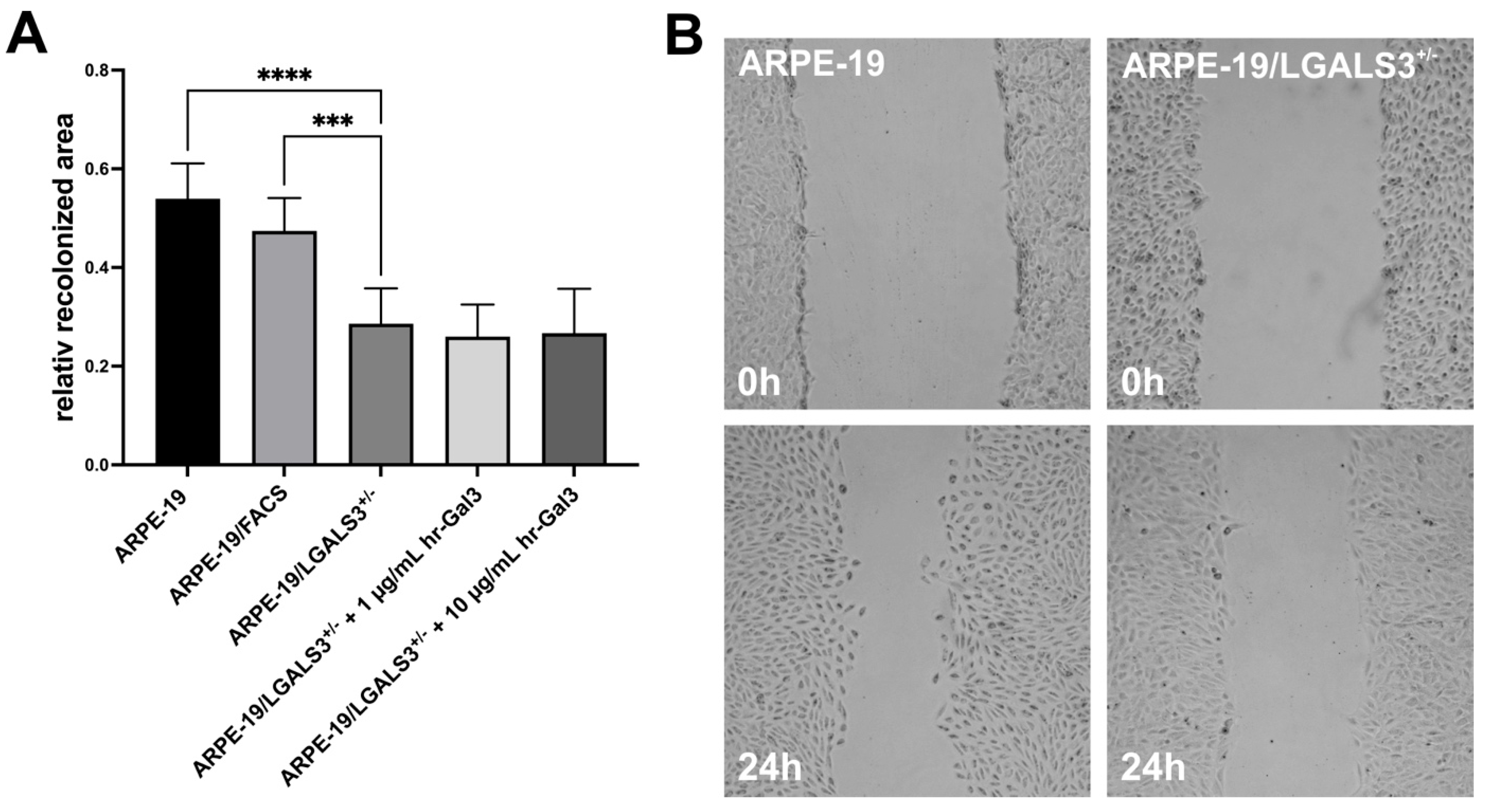 Ijms 26 07622 g004 Ijms 26 07622 g004