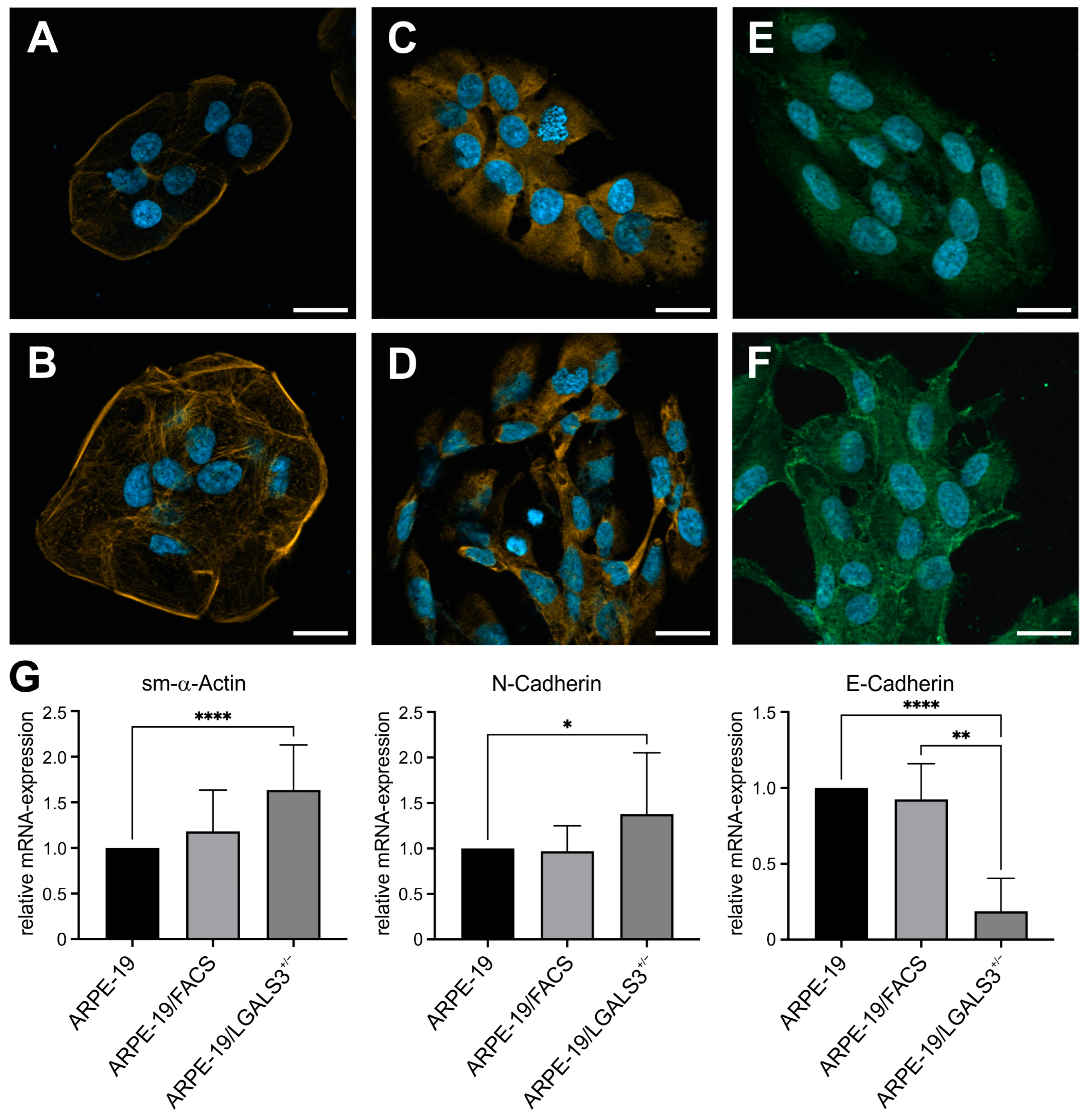 Ijms 26 07622 g006 Ijms 26 07622 g006
