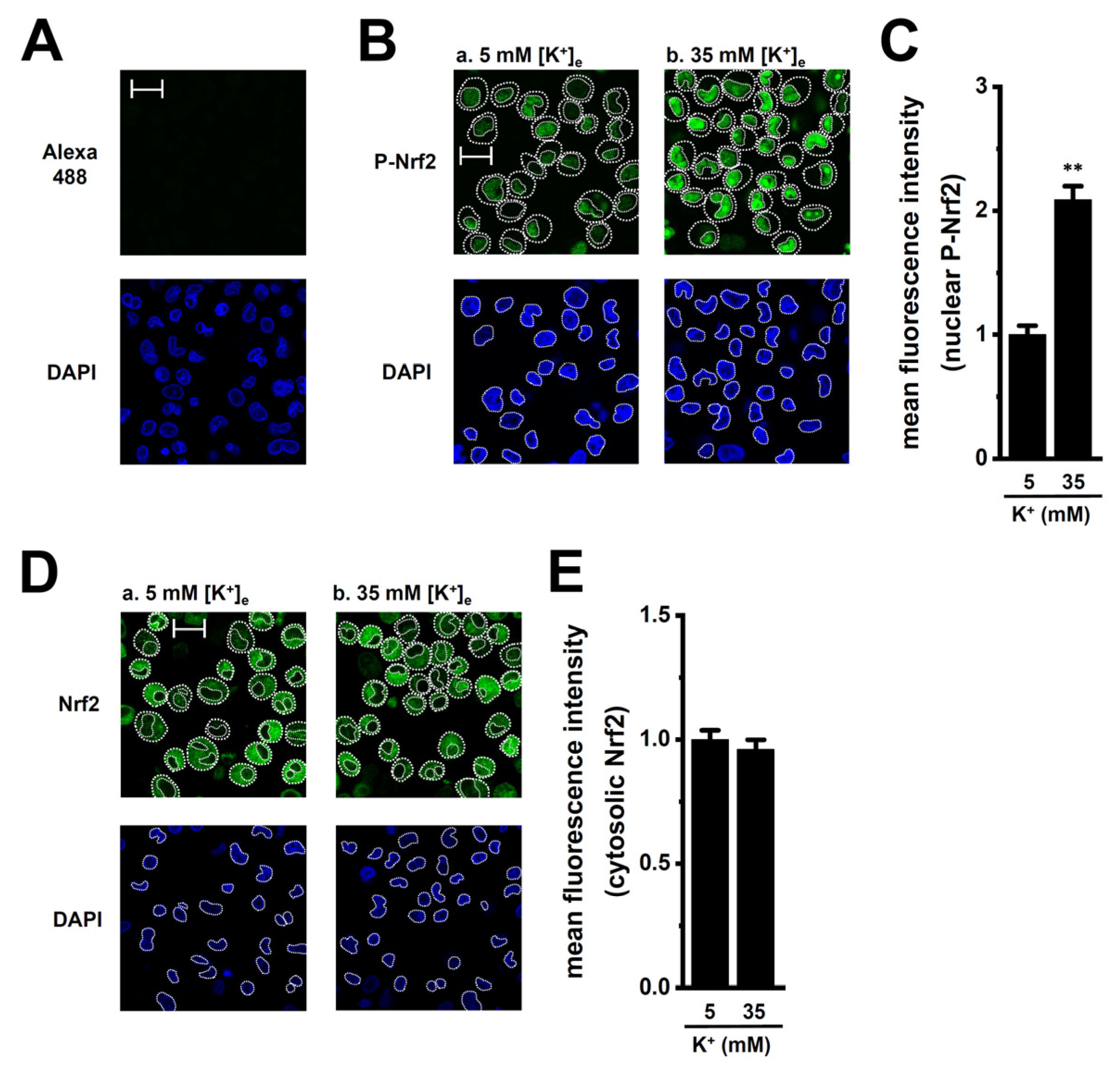 Ijms 26 07624 g004 Ijms 26 07624 g004