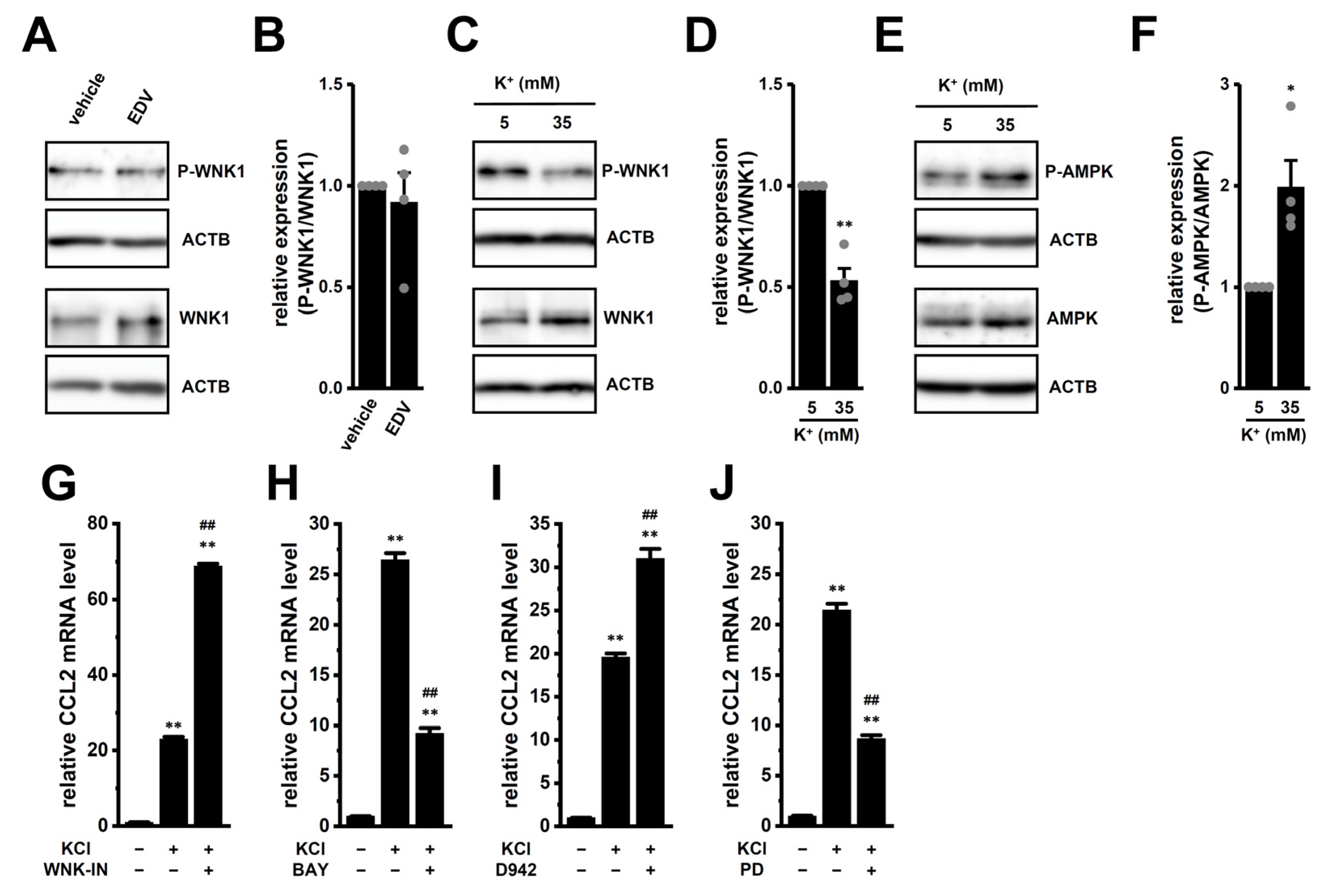 Ijms 26 07624 g007 Ijms 26 07624 g007