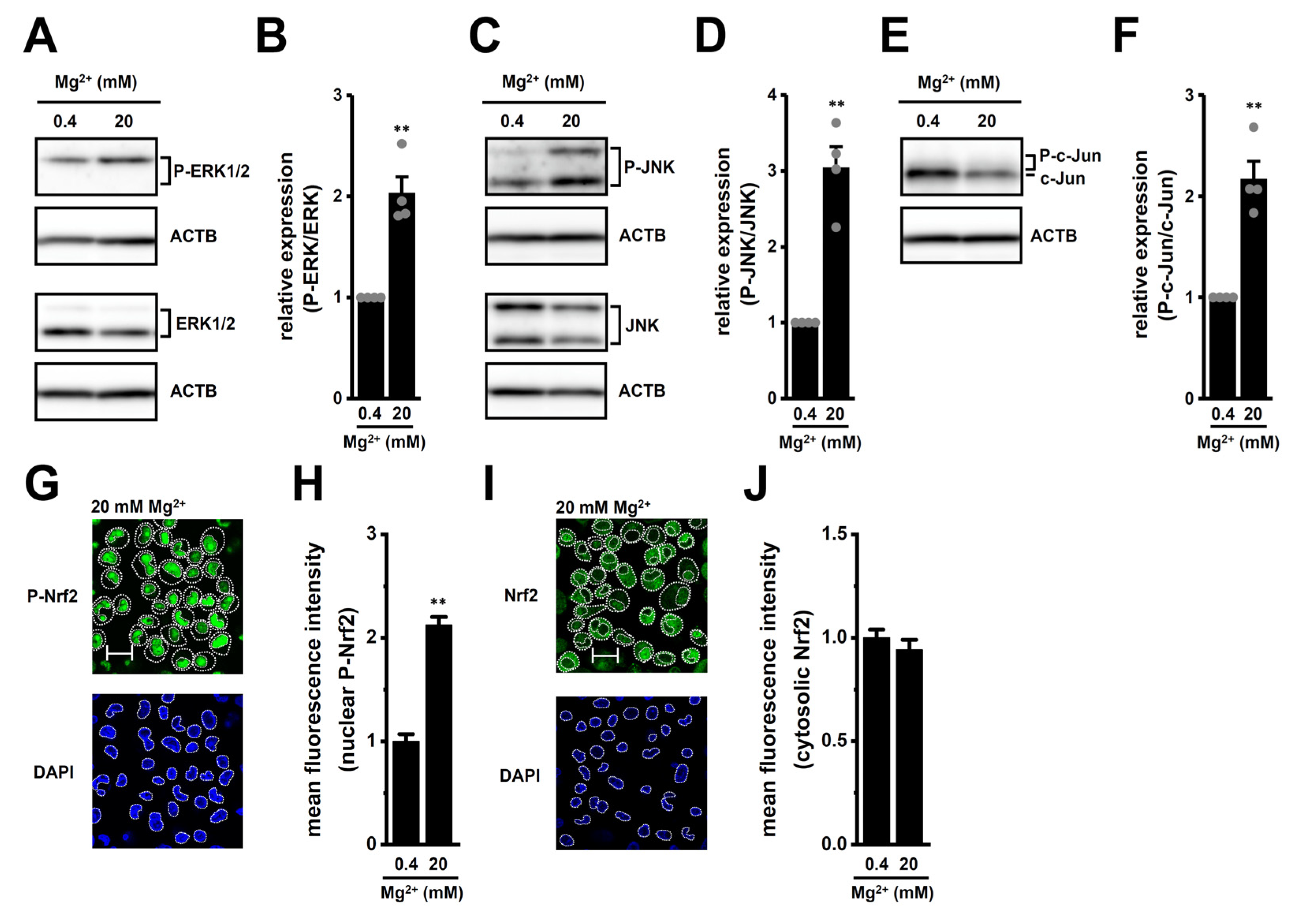 Ijms 26 07624 g010 Ijms 26 07624 g010