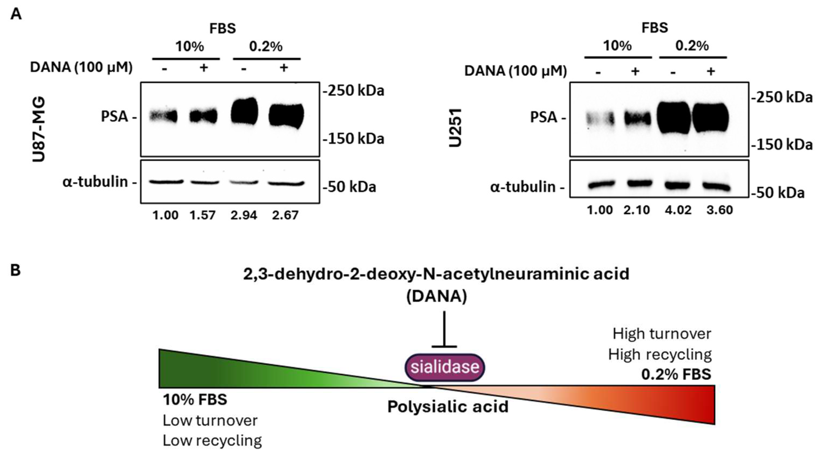 Ijms 26 07625 g005 Ijms 26 07625 g005