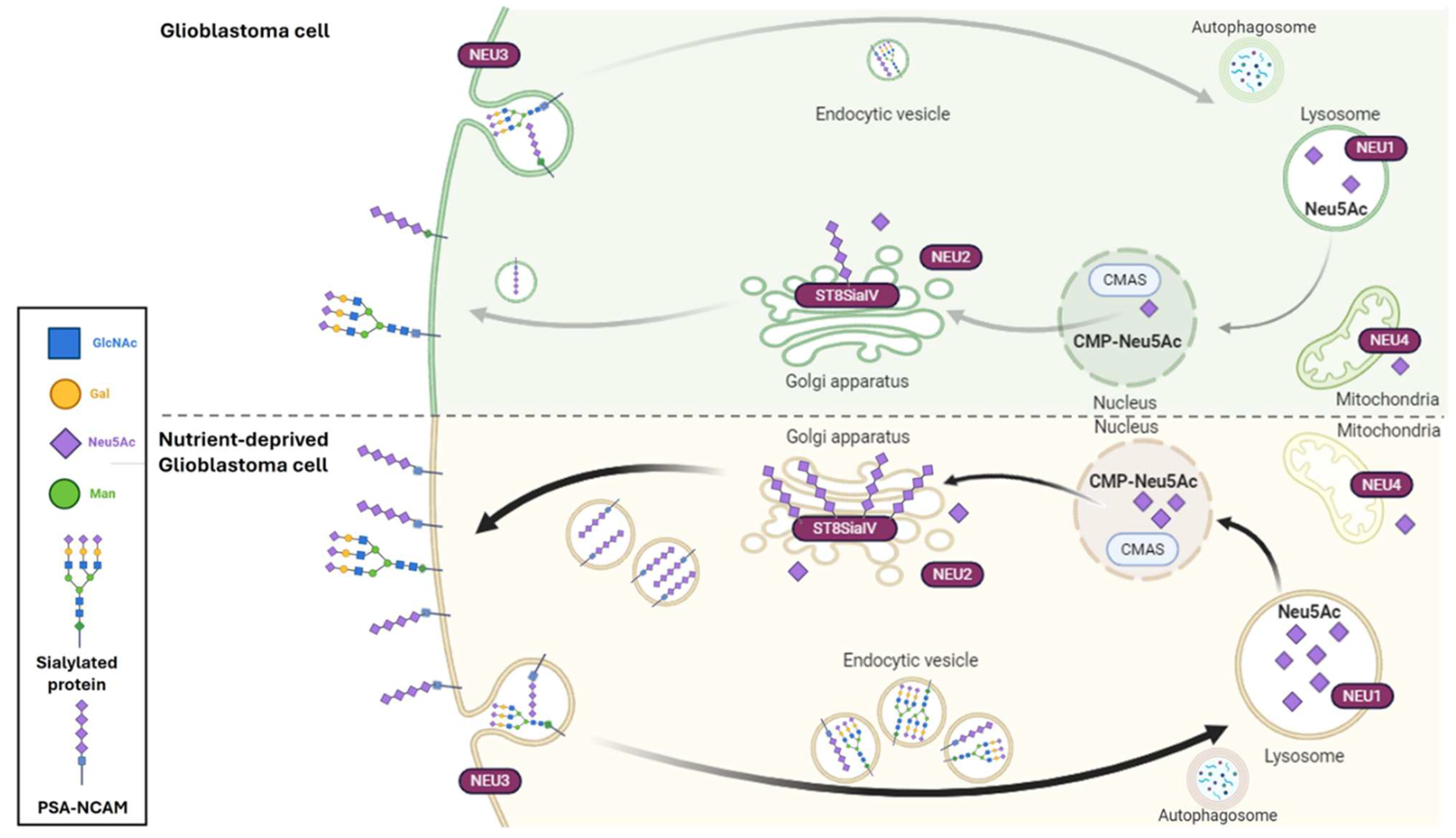 Ijms 26 07625 g007 Ijms 26 07625 g007