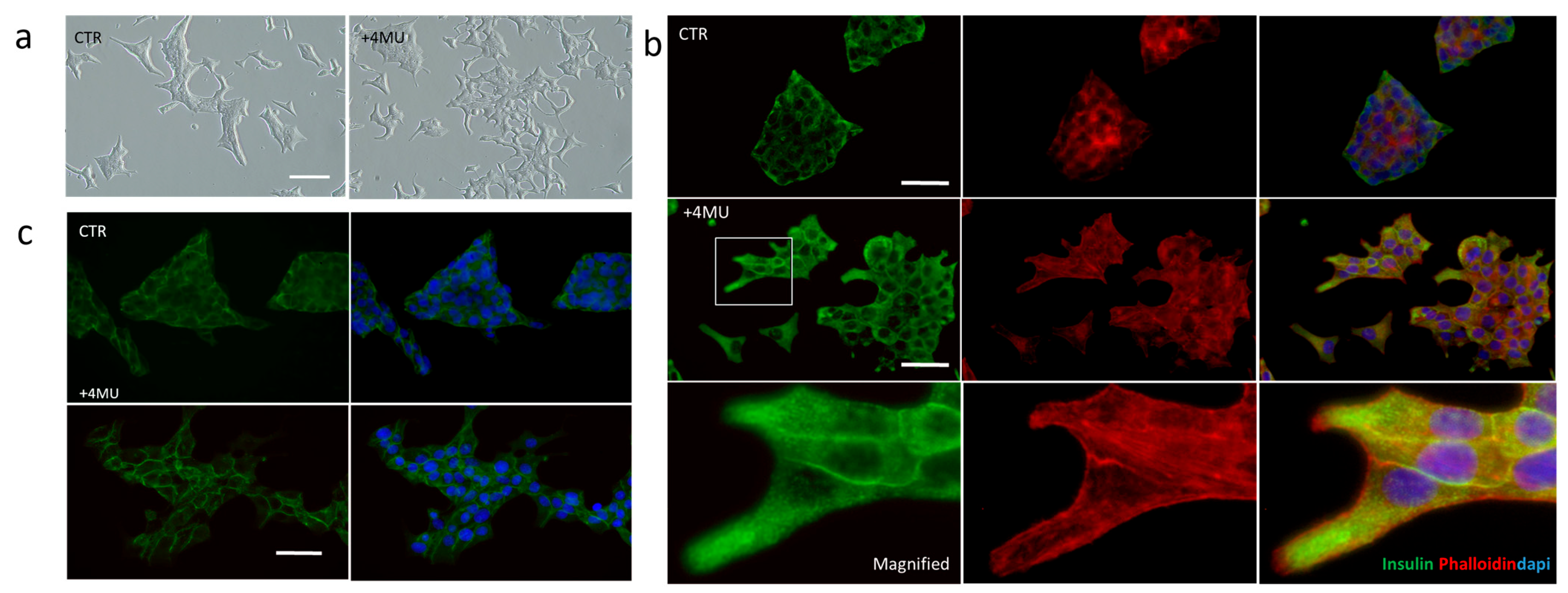 Ijms 26 07637 g003 Ijms 26 07637 g003