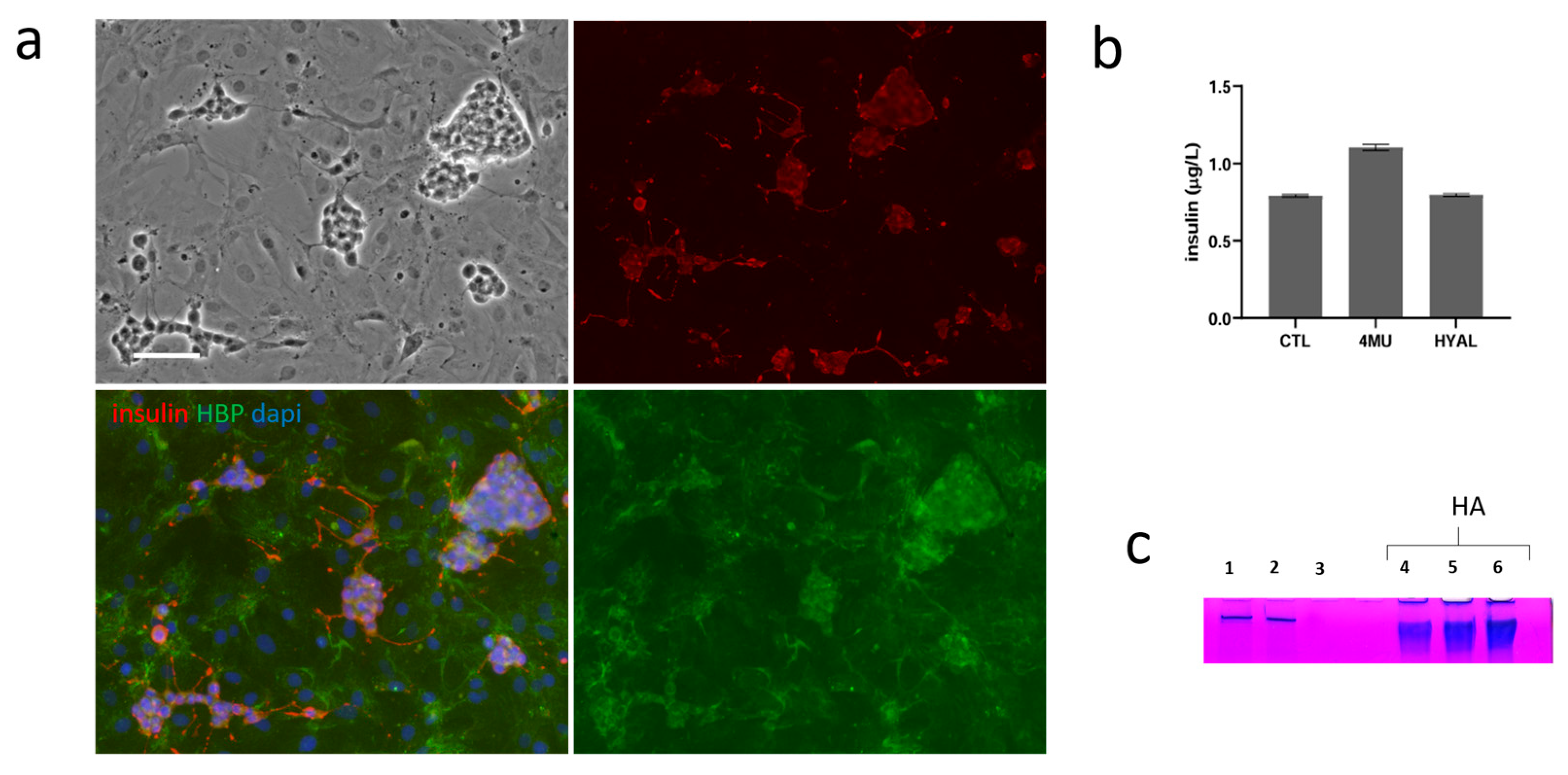 Ijms 26 07637 g005 Ijms 26 07637 g005