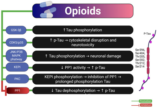 Substance Abuse and Cognitive Decline: The Critical Role of