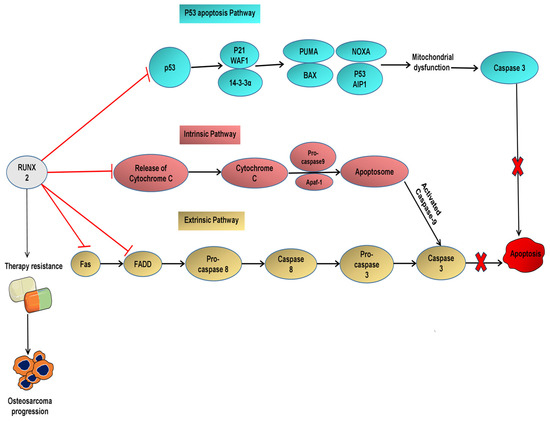 37　フォロー割引 The Role of Hypoxia in Longevity