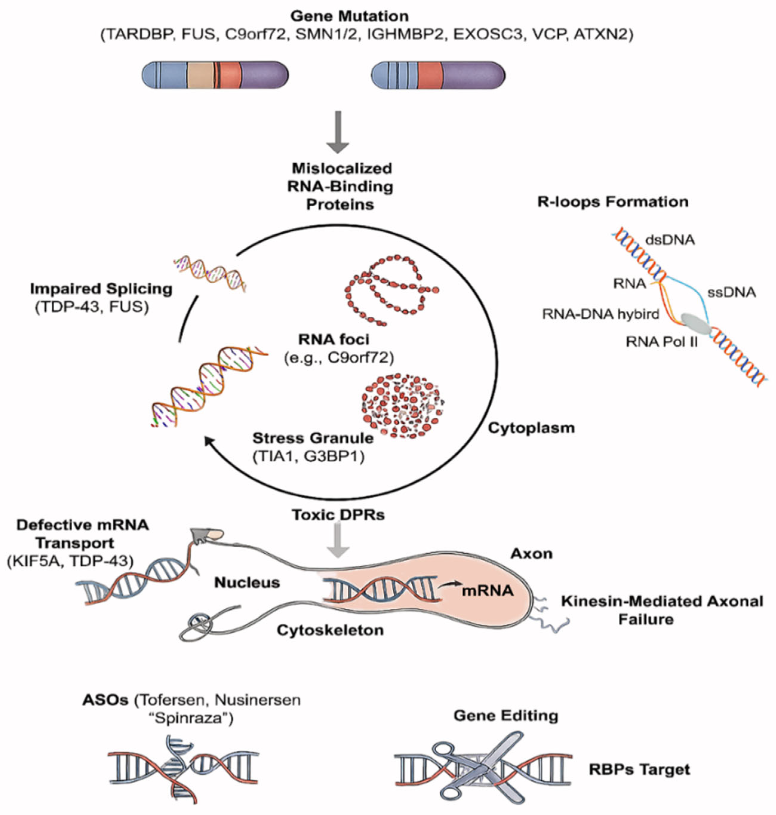 Ijms 26 07644 g002 Ijms 26 07644 g002