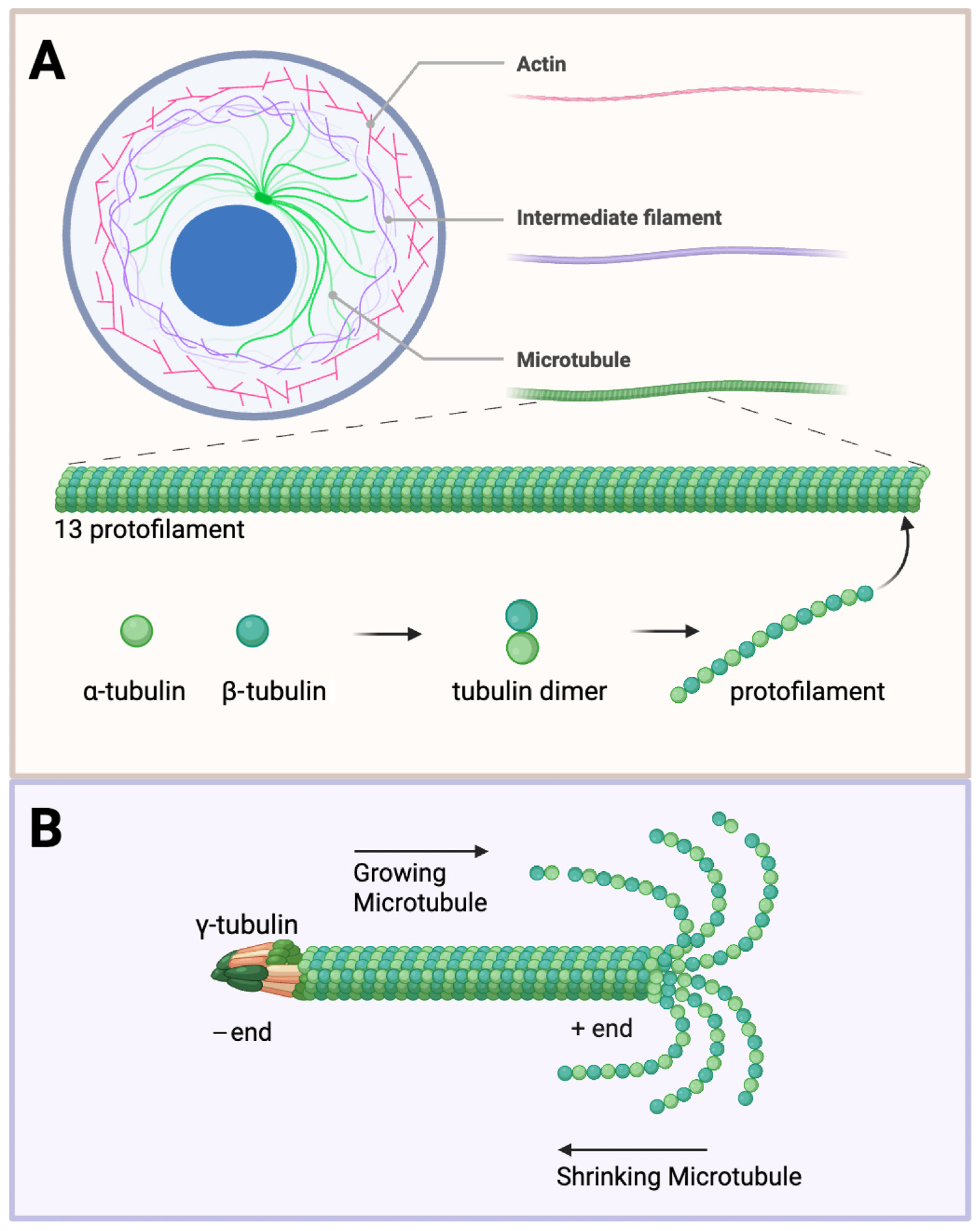 Ijms 26 07652 g001 Ijms 26 07652 g001
