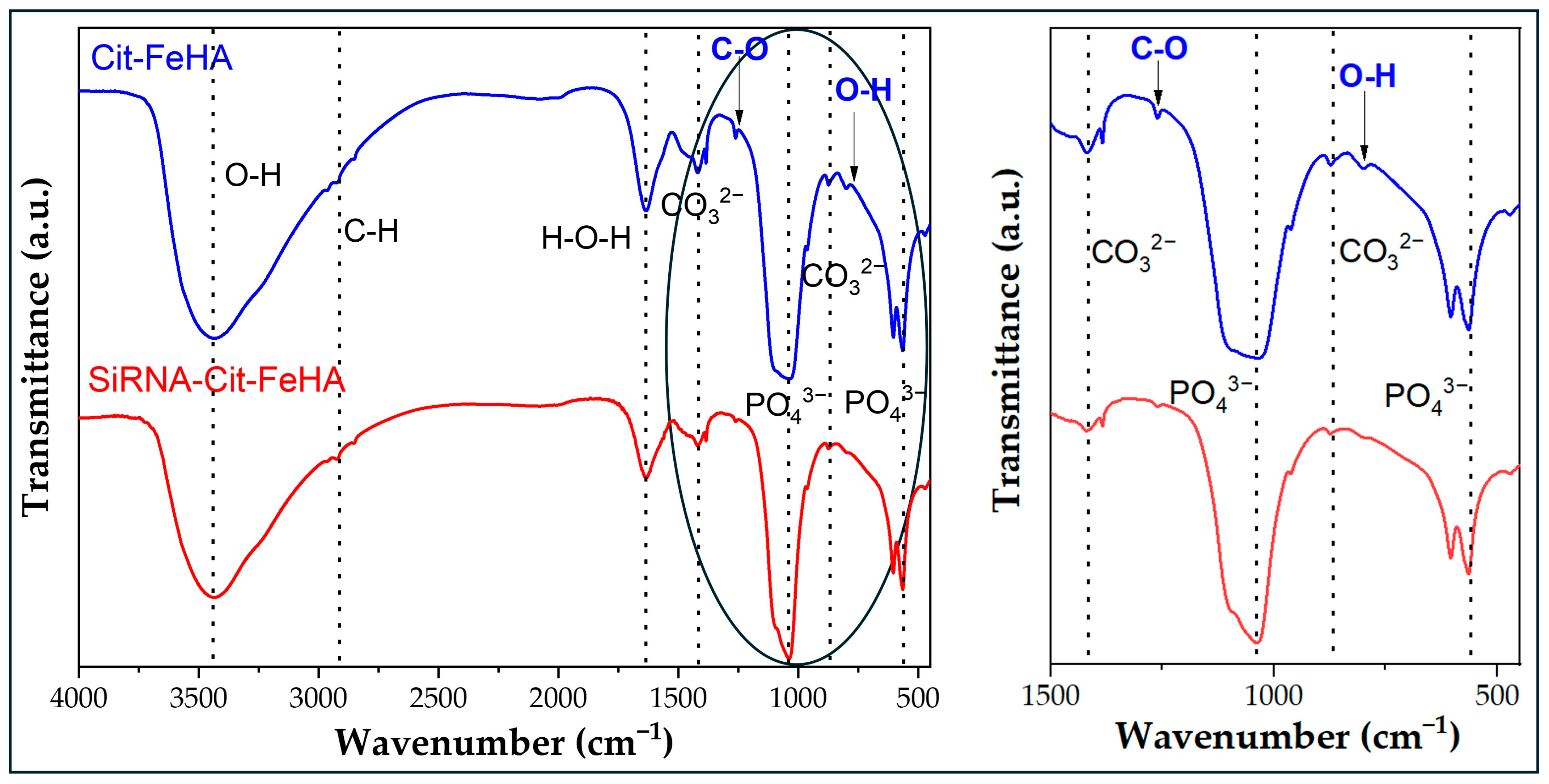 Ijms 26 07712 g006 Ijms 26 07712 g006