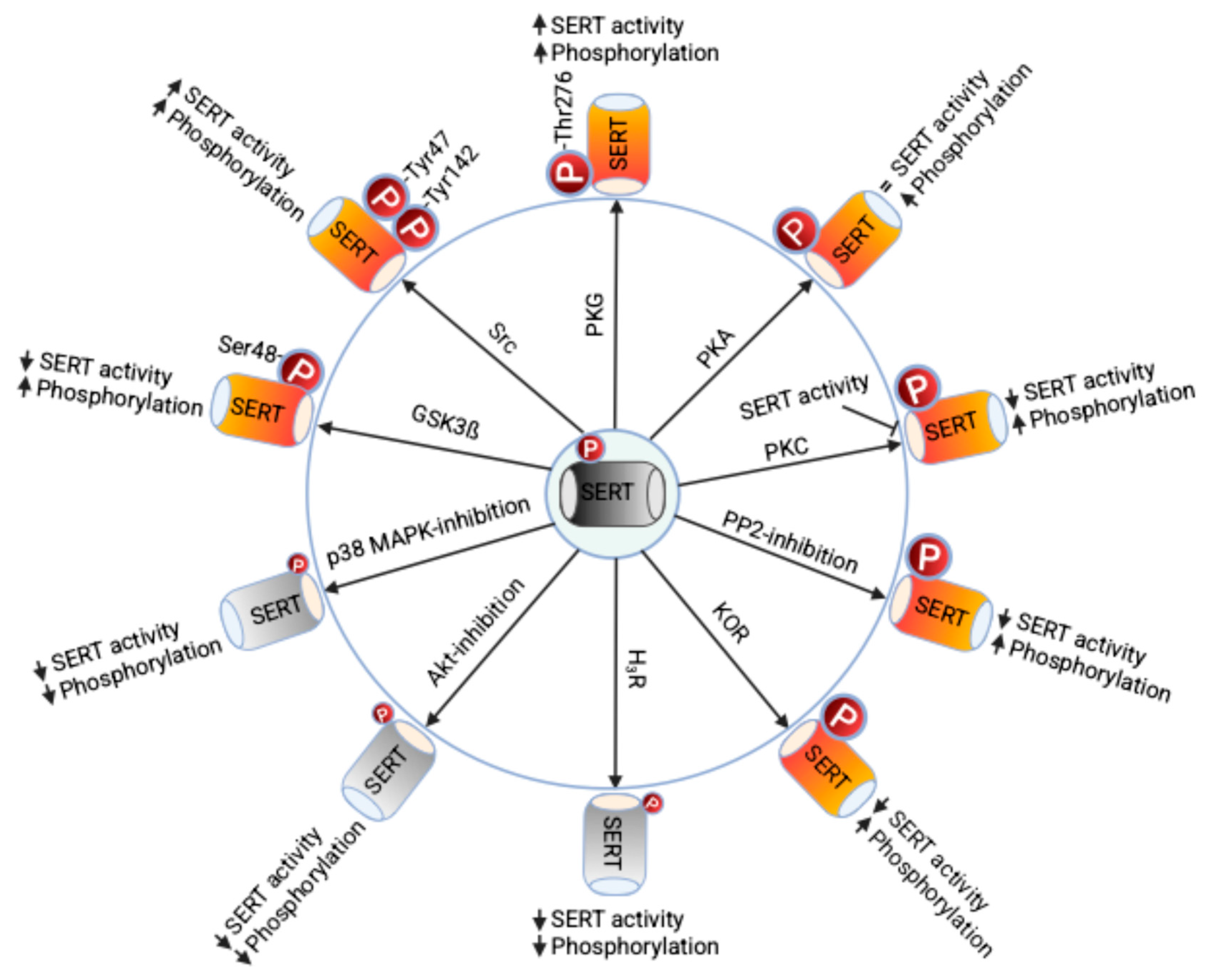 Ijms 26 07713 g001 Ijms 26 07713 g001