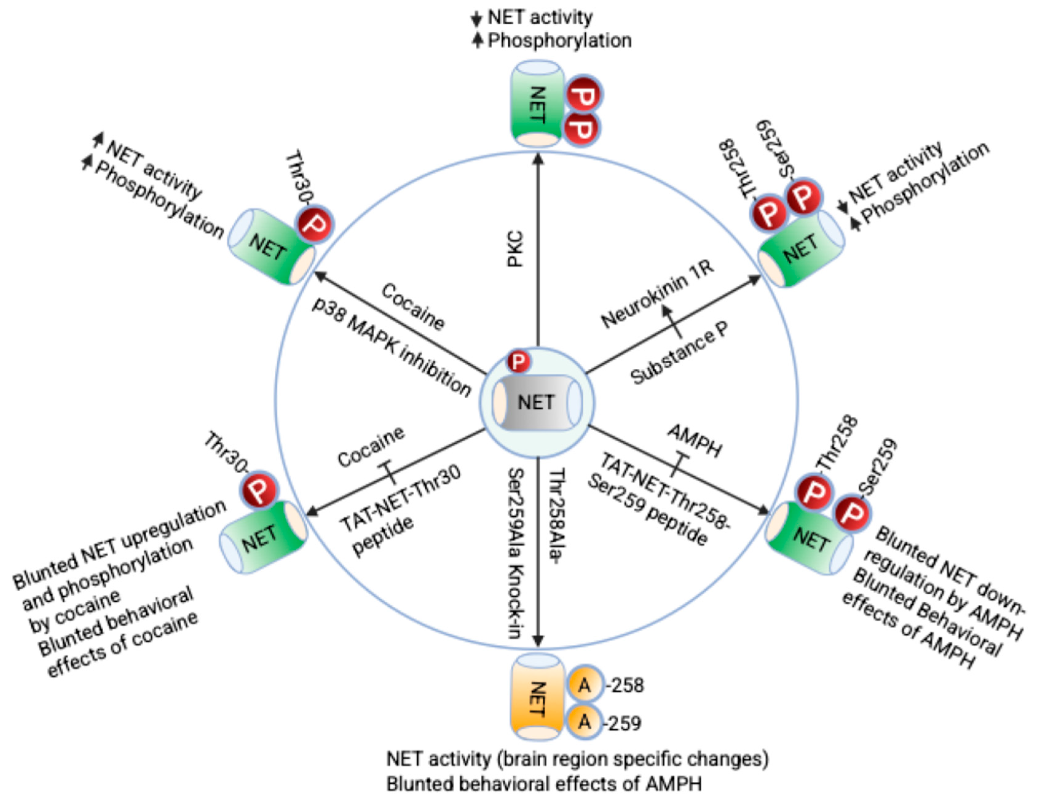 Ijms 26 07713 g002 Ijms 26 07713 g002