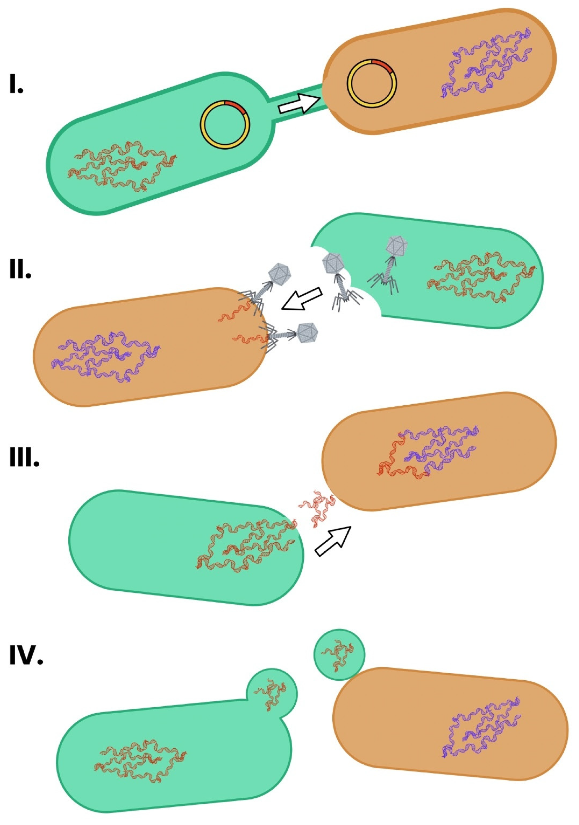 Ijms 26 07717 g005 Ijms 26 07717 g005