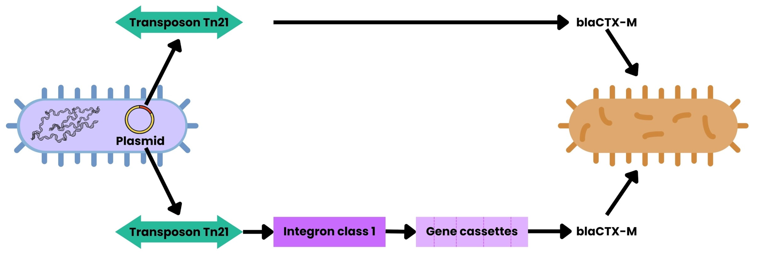 Ijms 26 07717 g006 Ijms 26 07717 g006