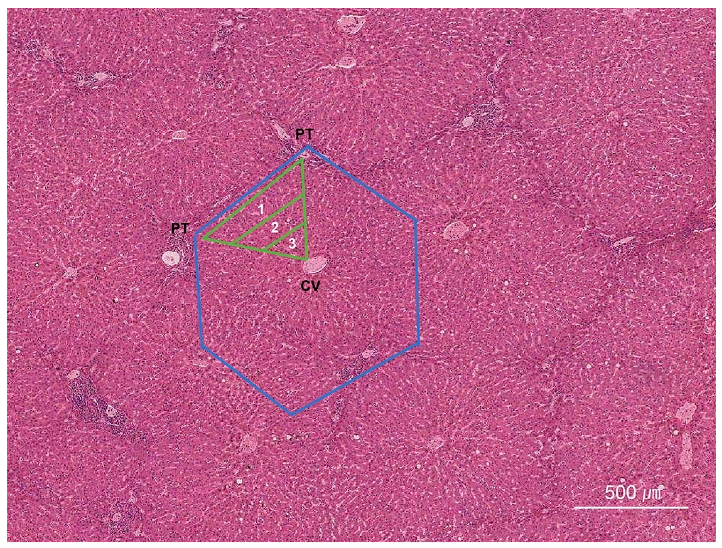 Ijms 26 07729 g001 Ijms 26 07729 g001