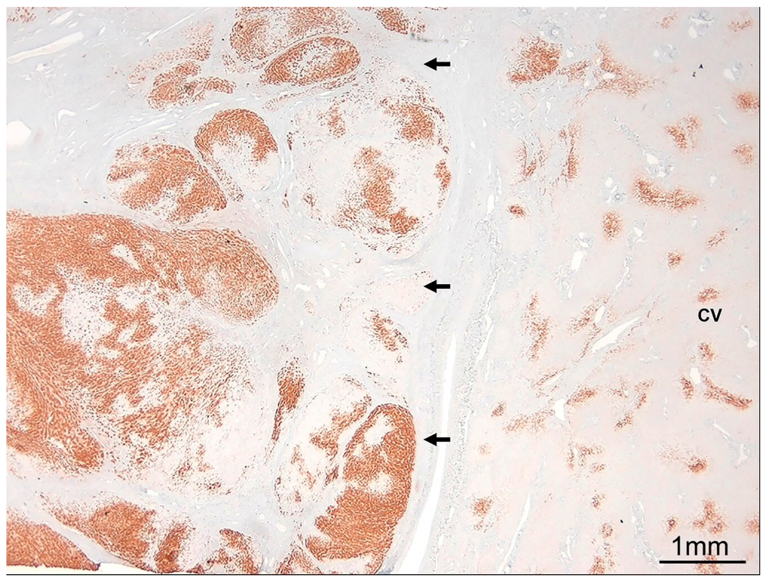 Ijms 26 07729 g006 Ijms 26 07729 g006