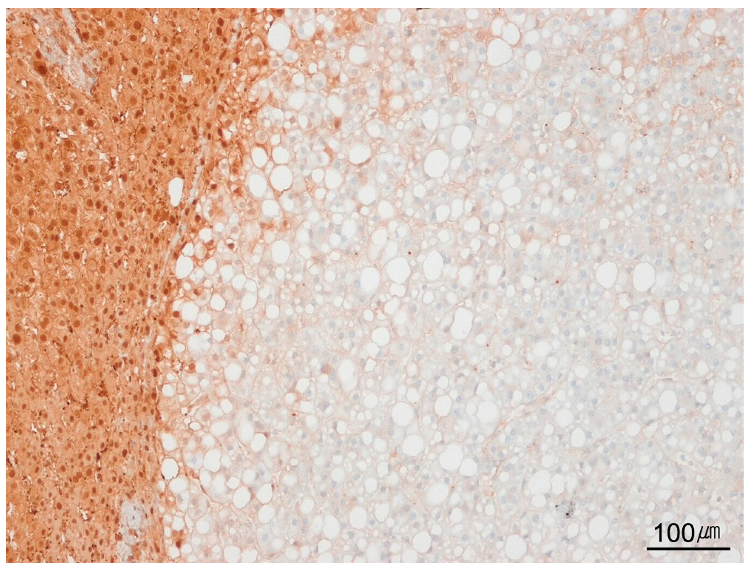 Ijms 26 07729 g007 Ijms 26 07729 g007