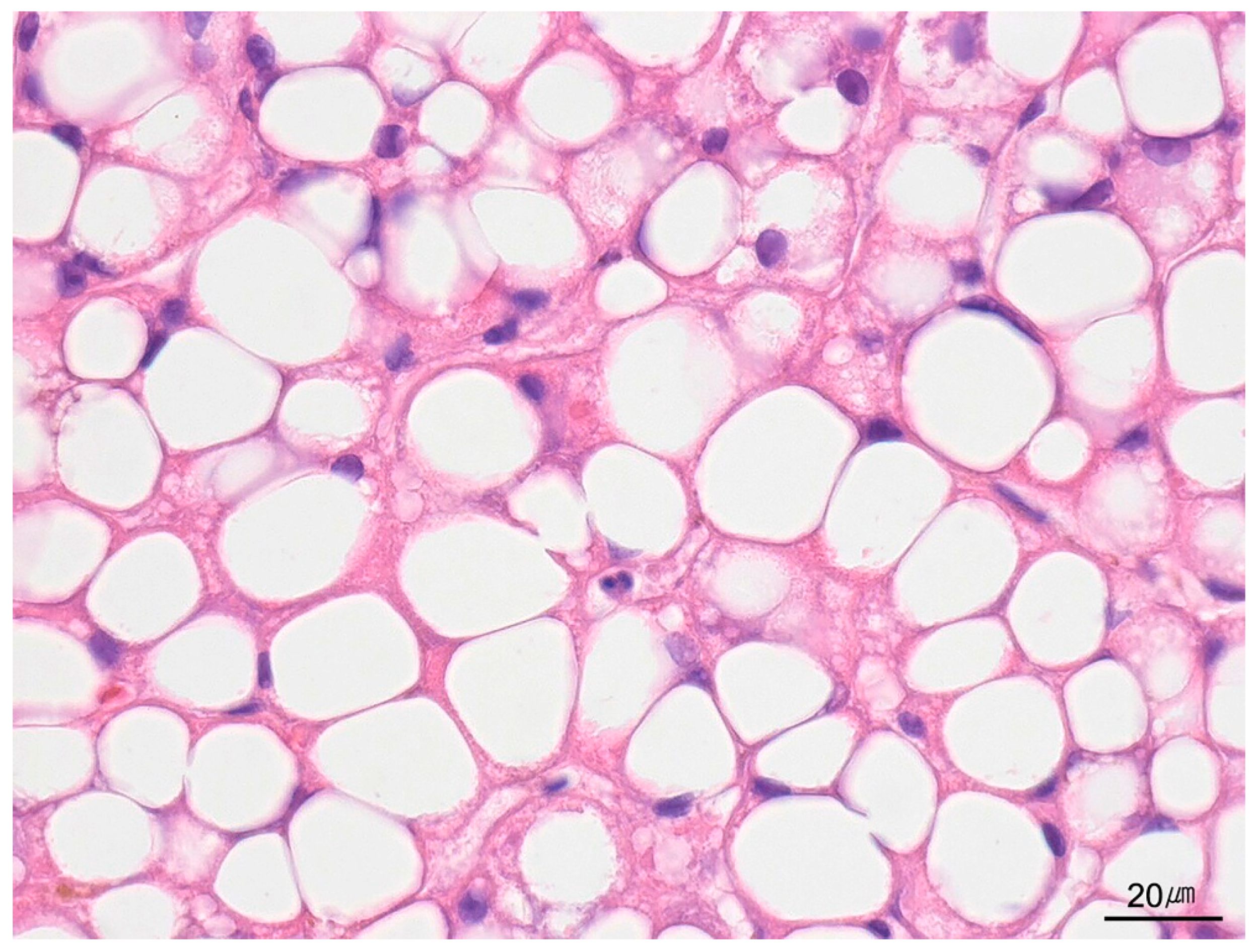 Ijms 26 07729 g012 Ijms 26 07729 g012