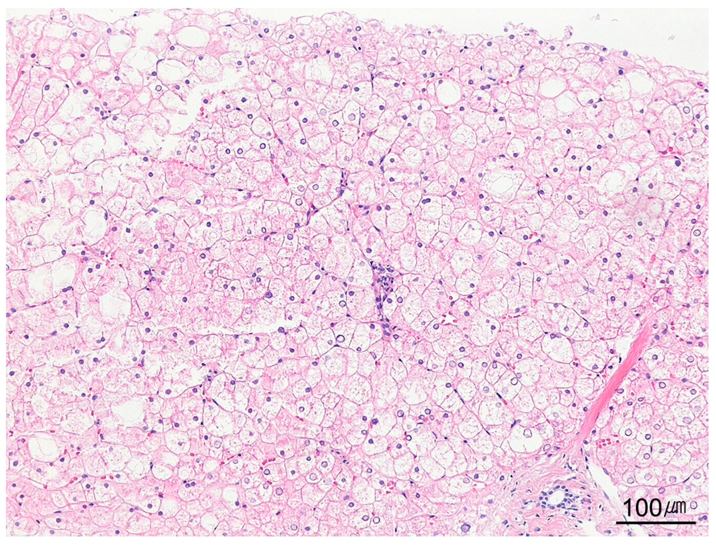 Ijms 26 07729 g014 Ijms 26 07729 g014