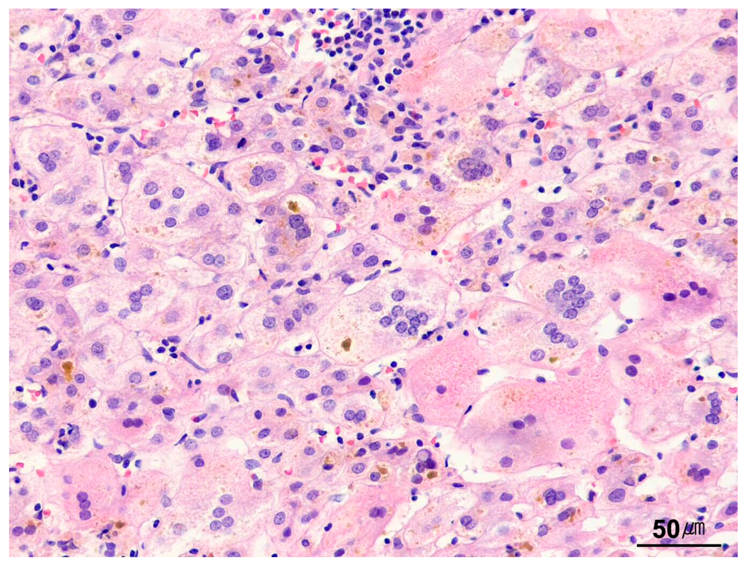 Ijms 26 07729 g016 Ijms 26 07729 g016