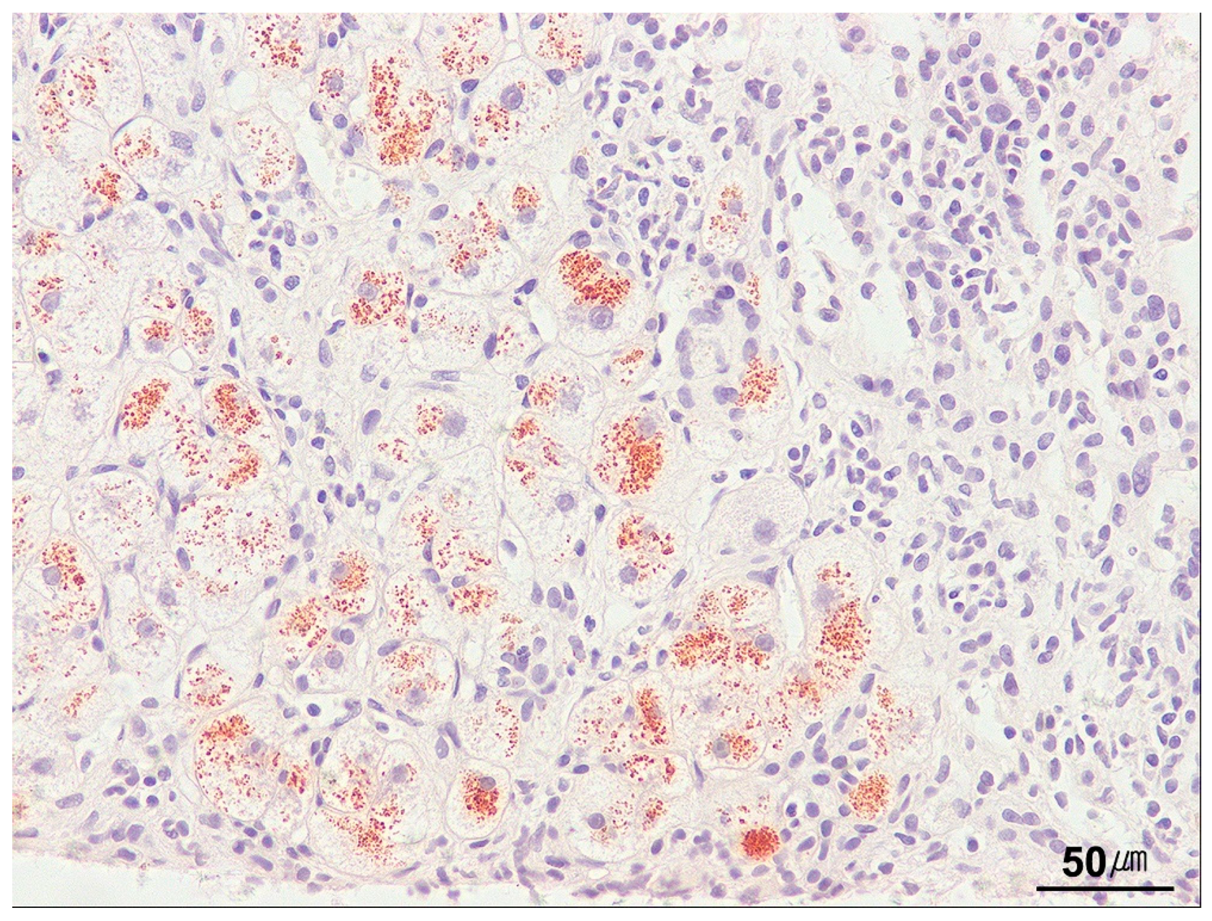 Ijms 26 07729 g020 Ijms 26 07729 g020