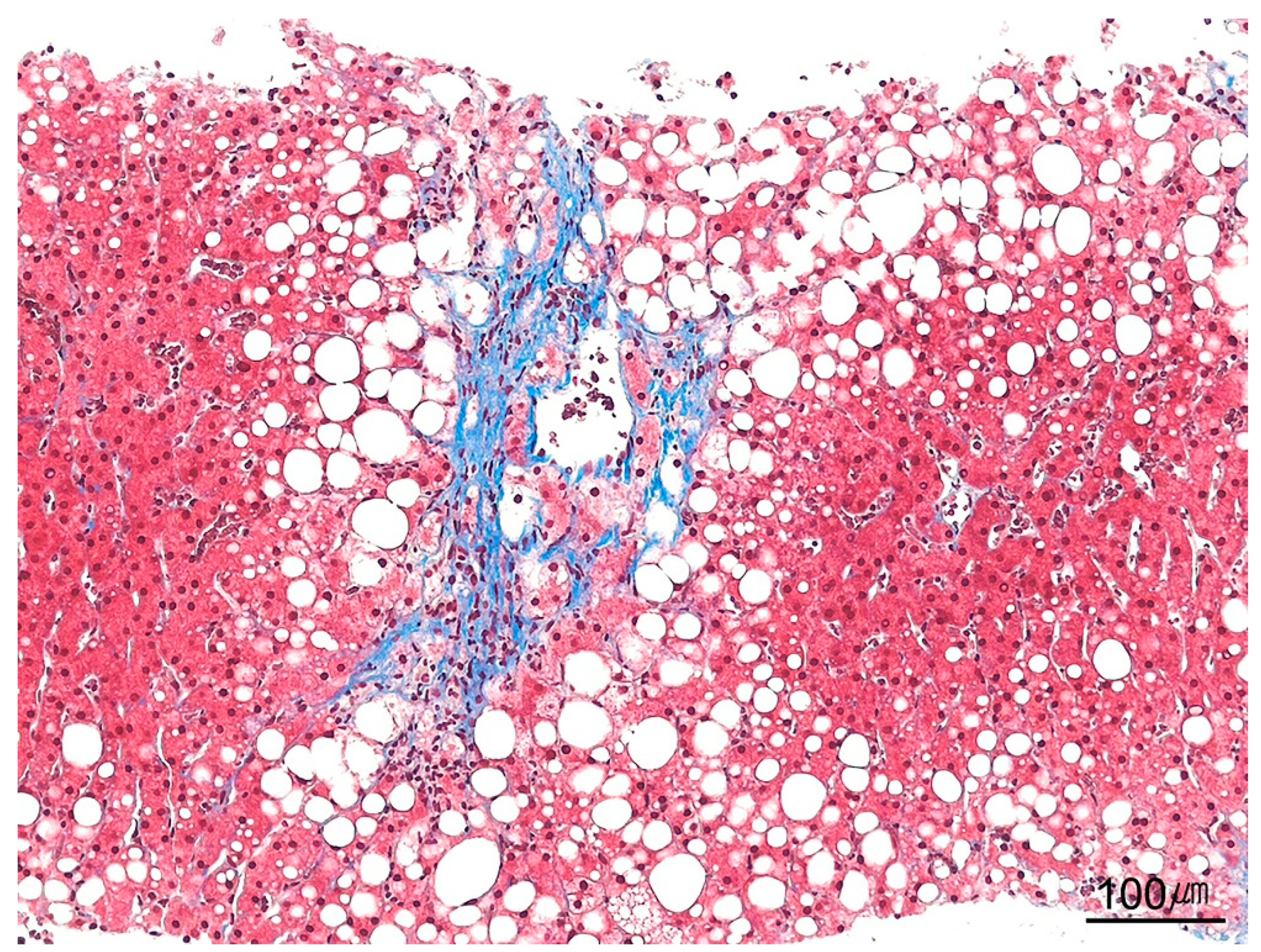 Ijms 26 07729 g021 Ijms 26 07729 g021