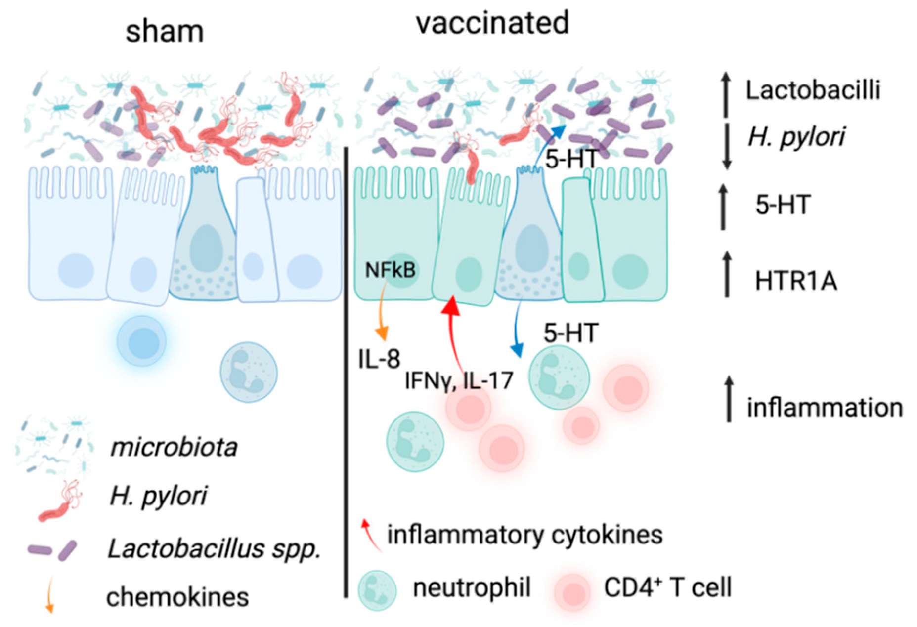 Ijms 26 07735 g006 Ijms 26 07735 g006