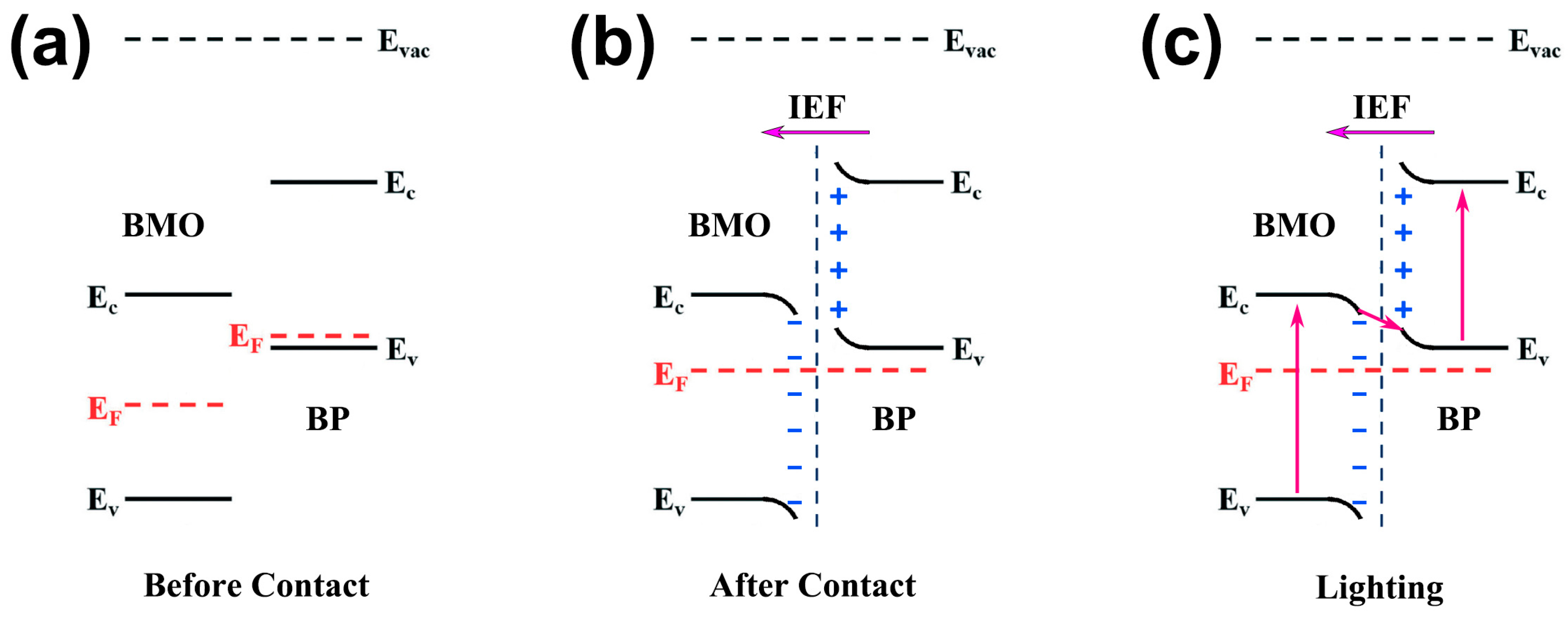 Ijms 26 07751 g009 Ijms 26 07751 g009