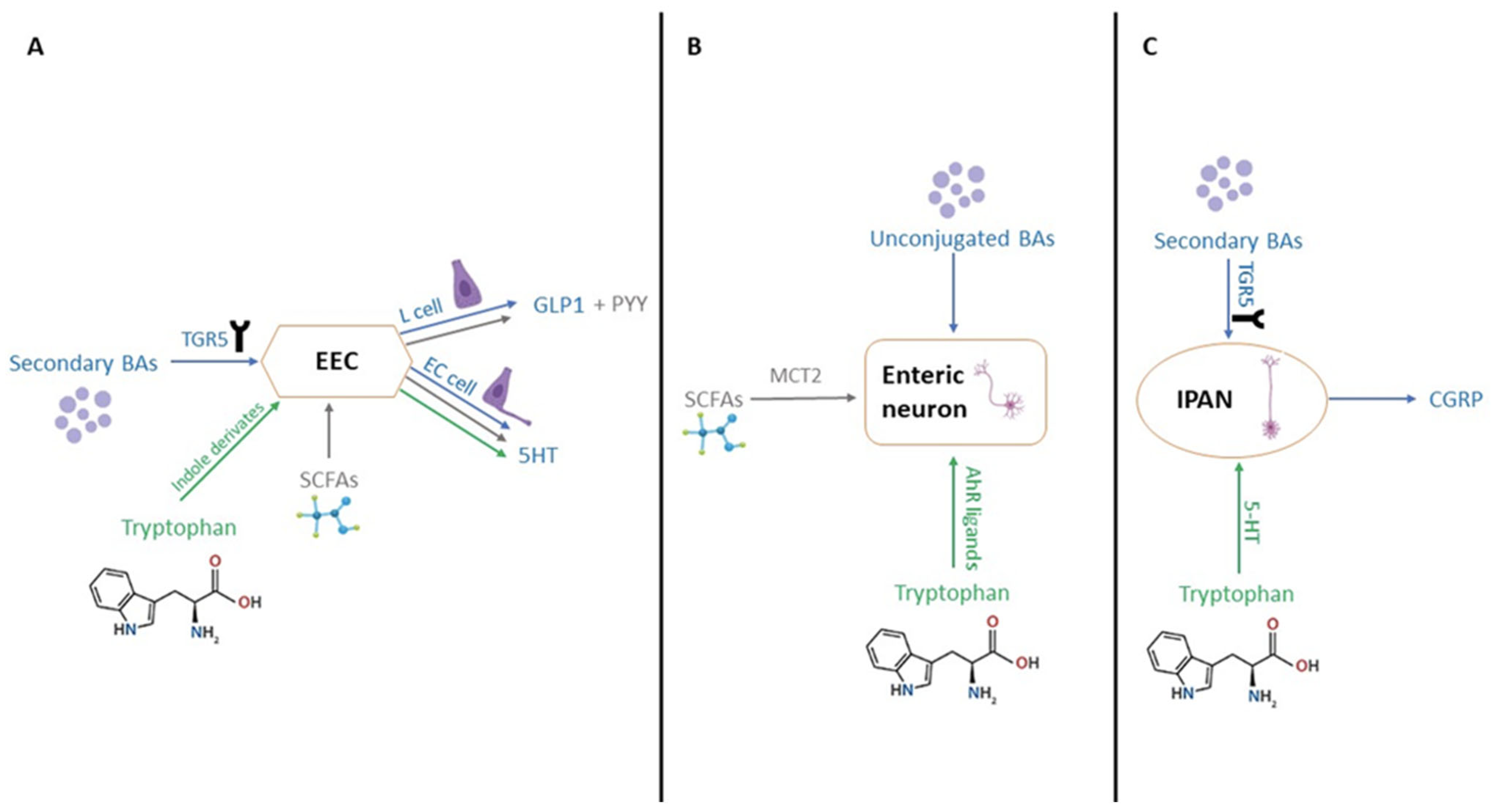 Ijms 26 07753 g004 Ijms 26 07753 g004