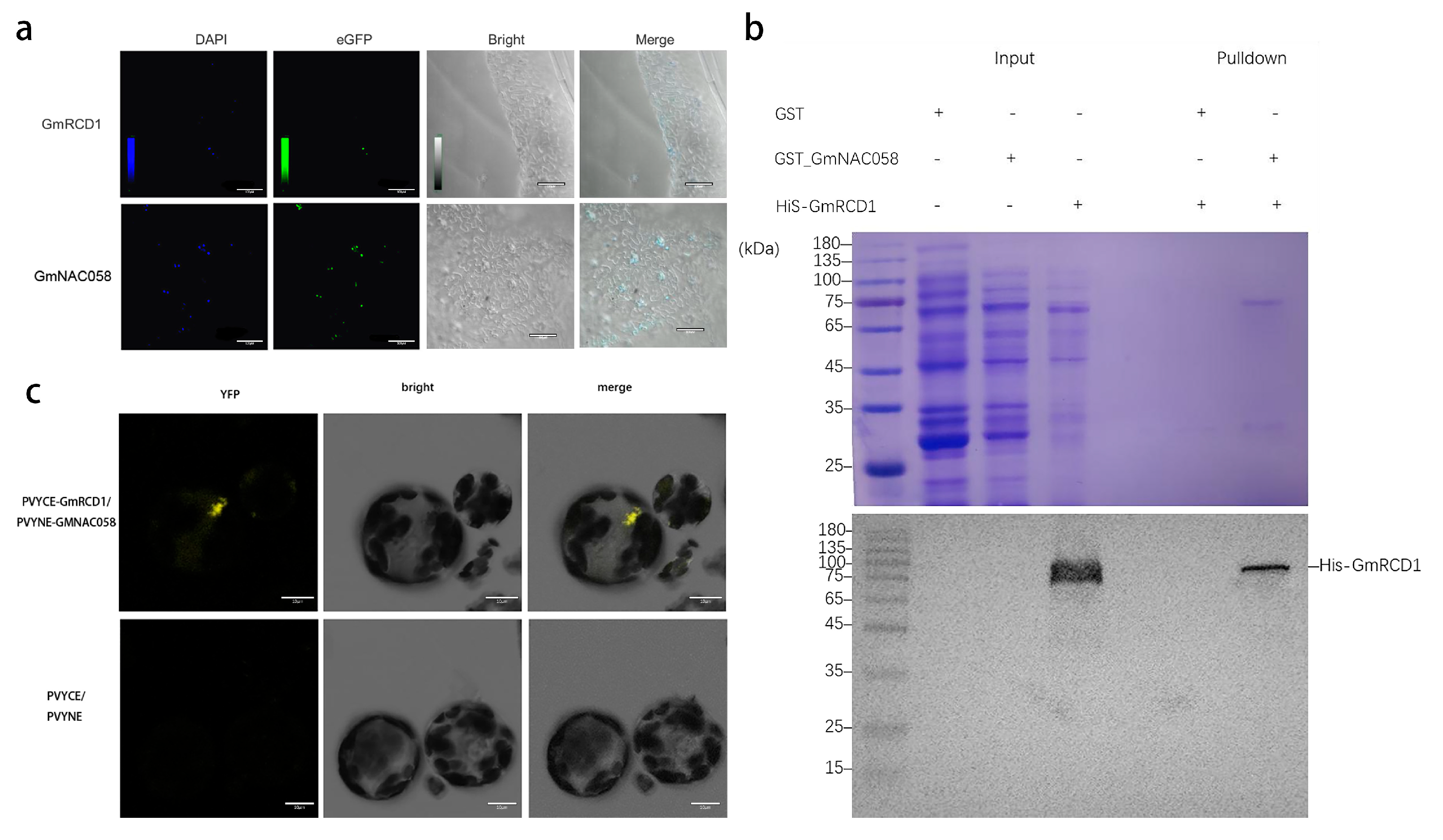 Ijms 26 07760 g003 Ijms 26 07760 g003