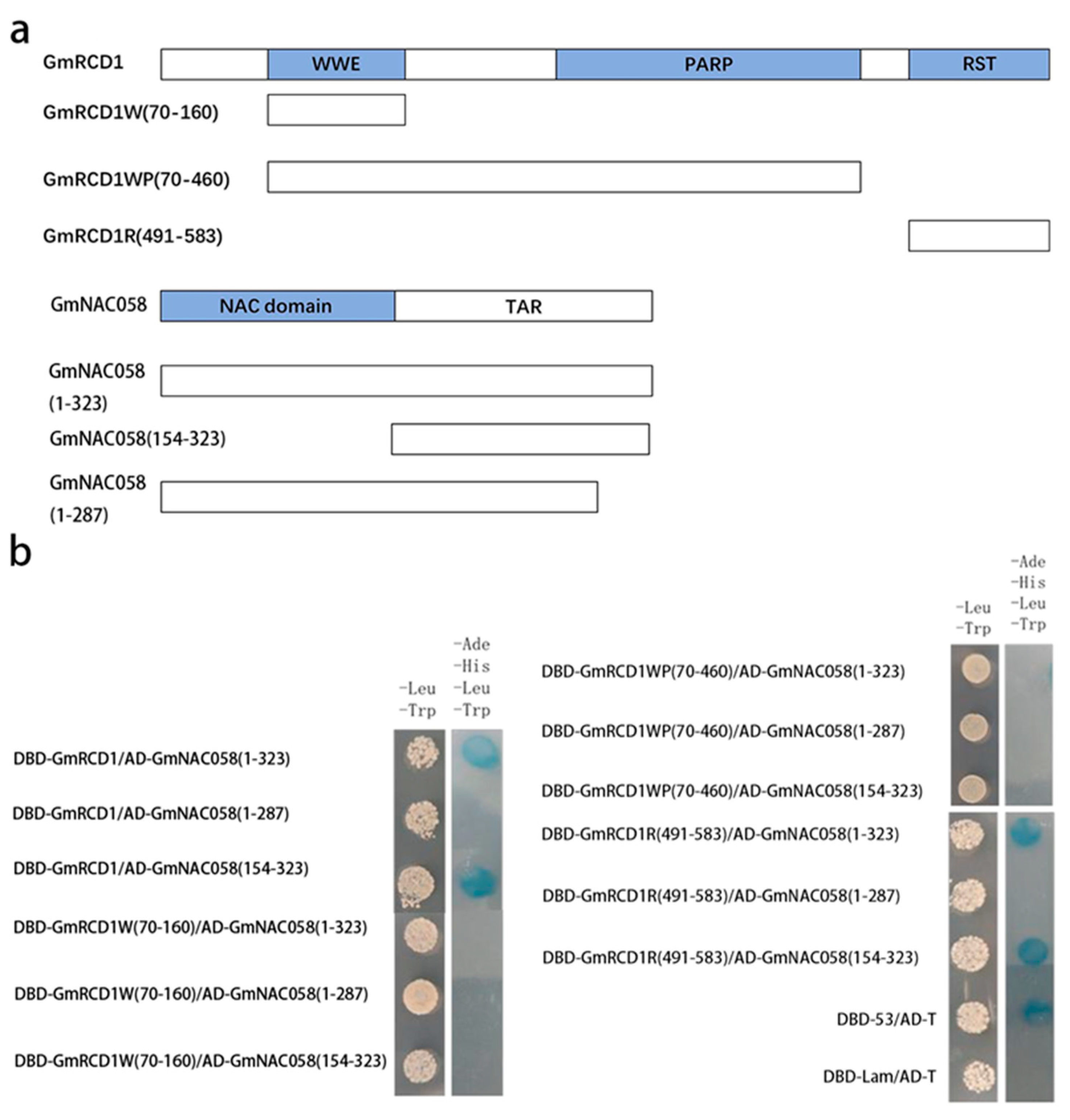 Ijms 26 07760 g005 Ijms 26 07760 g005
